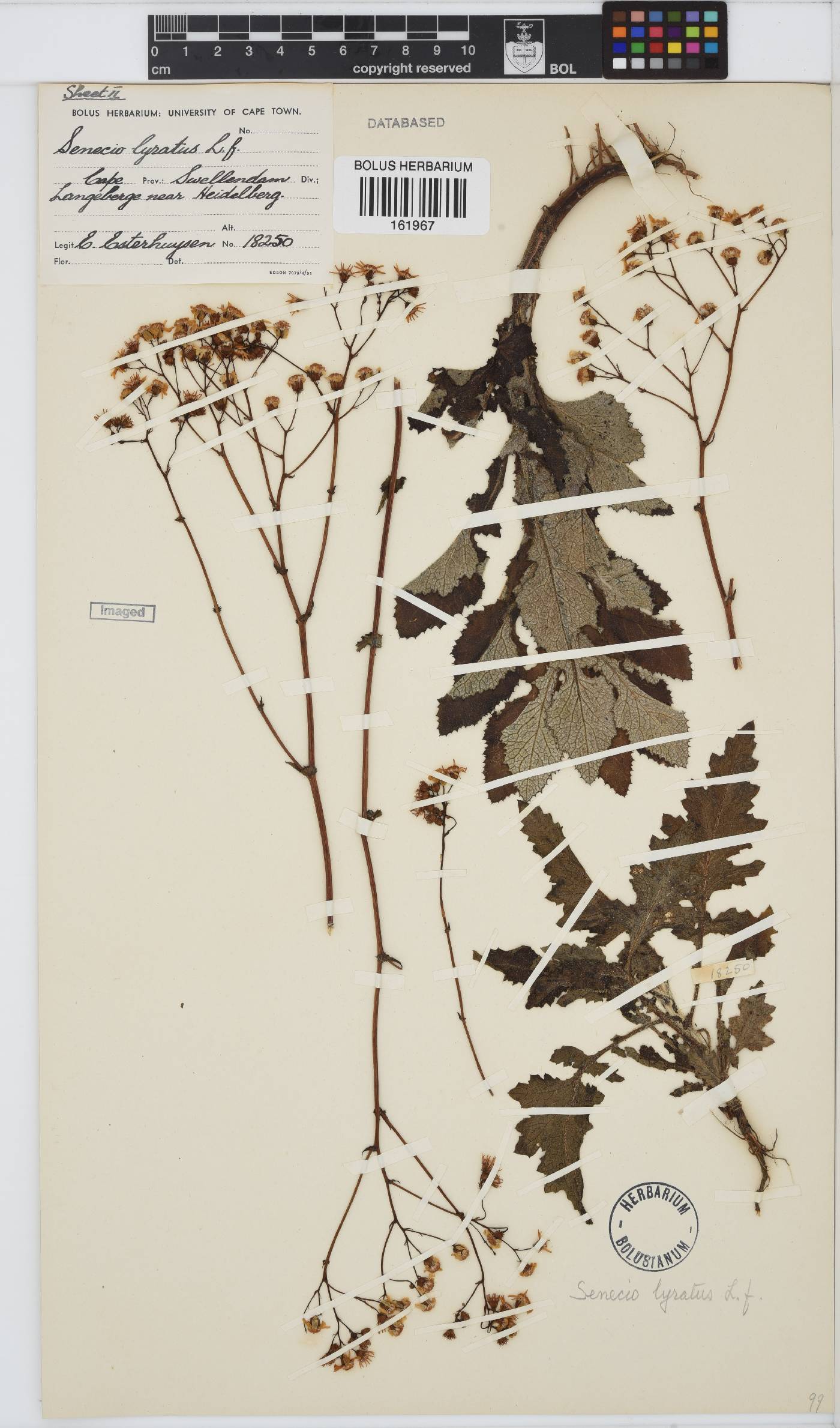 Senecio anapetes image