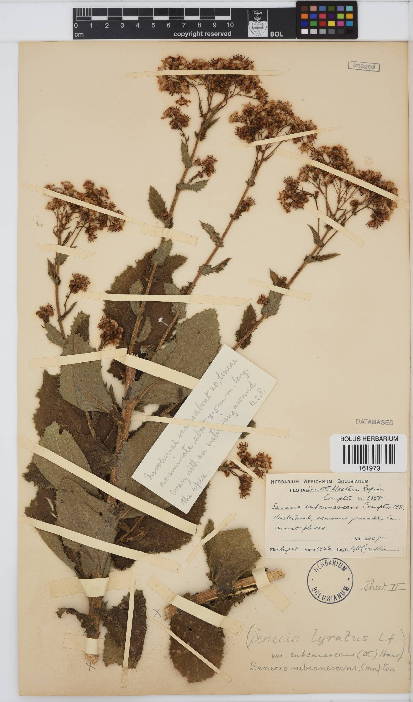 Senecio rigidus image