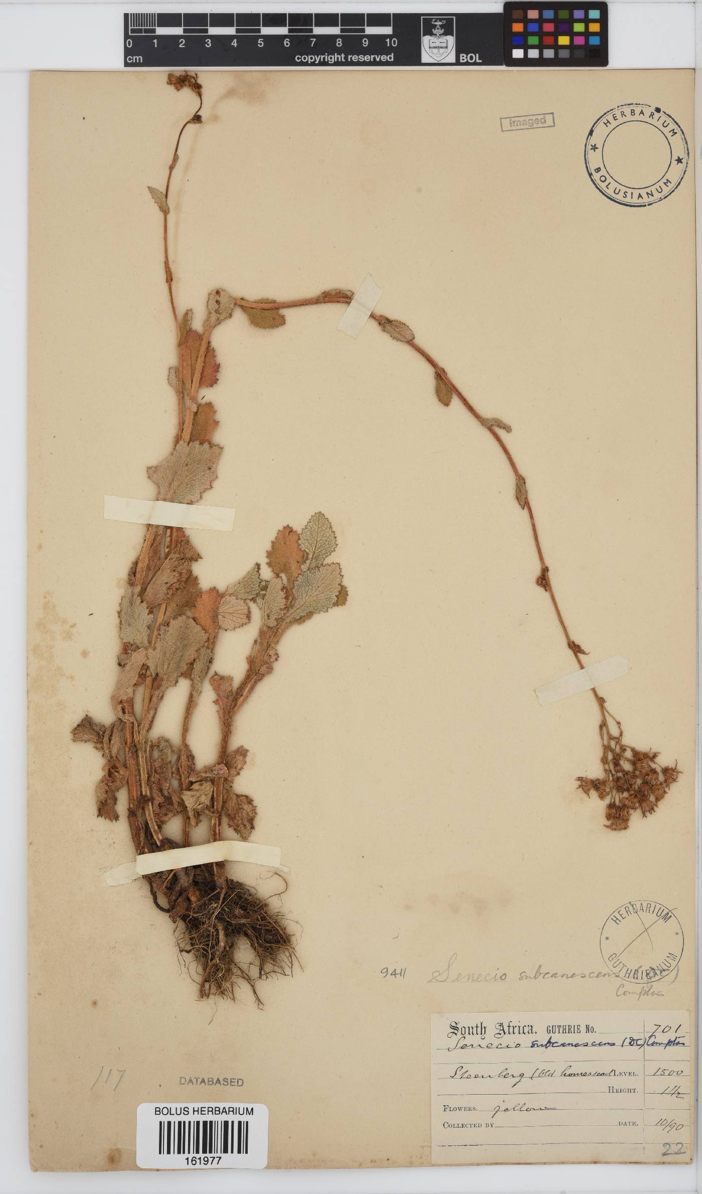 Senecio rigidus image