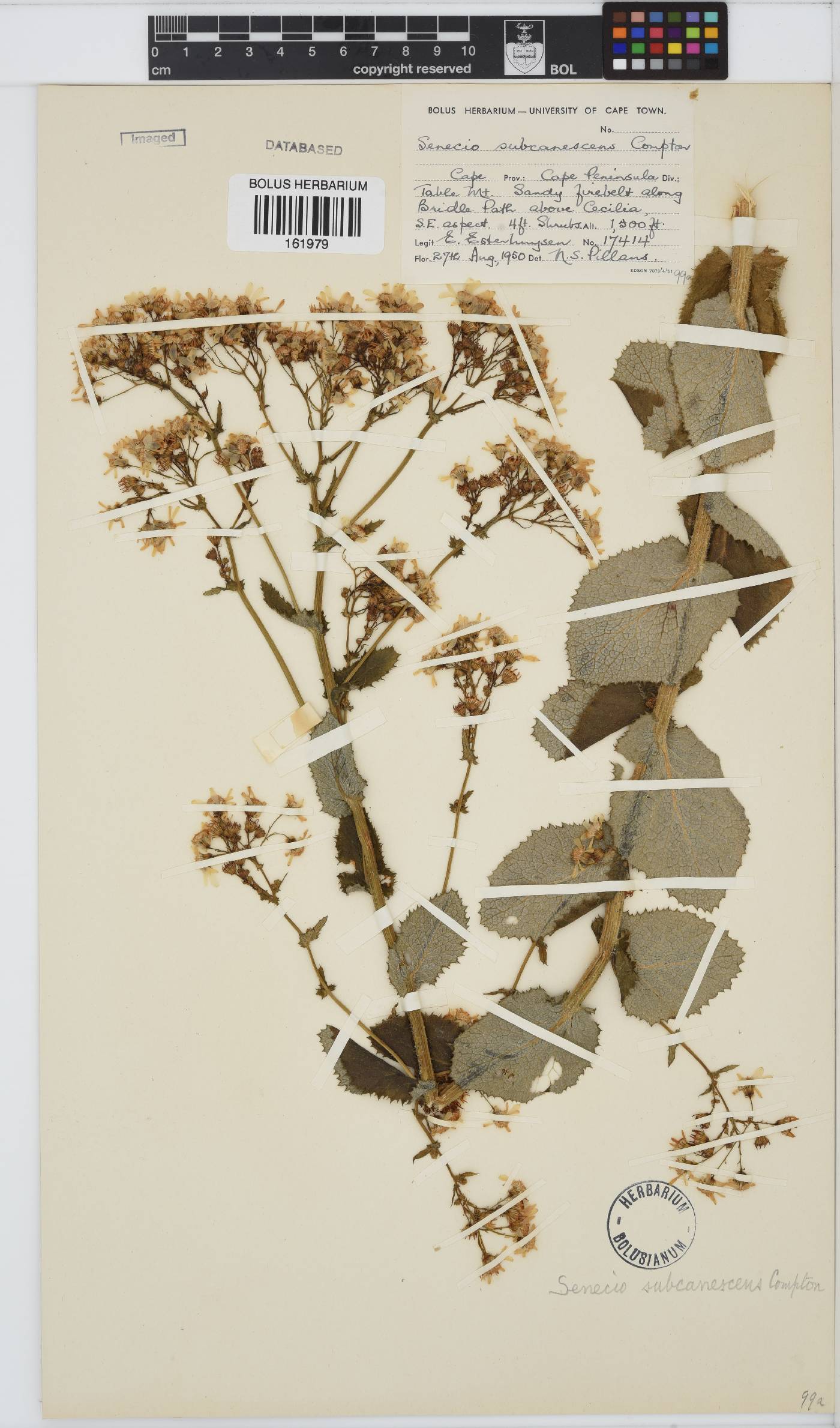 Senecio rigidus image