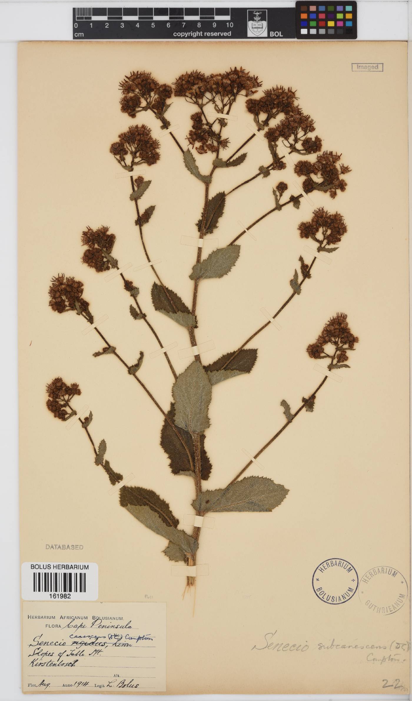 Senecio rigidus image