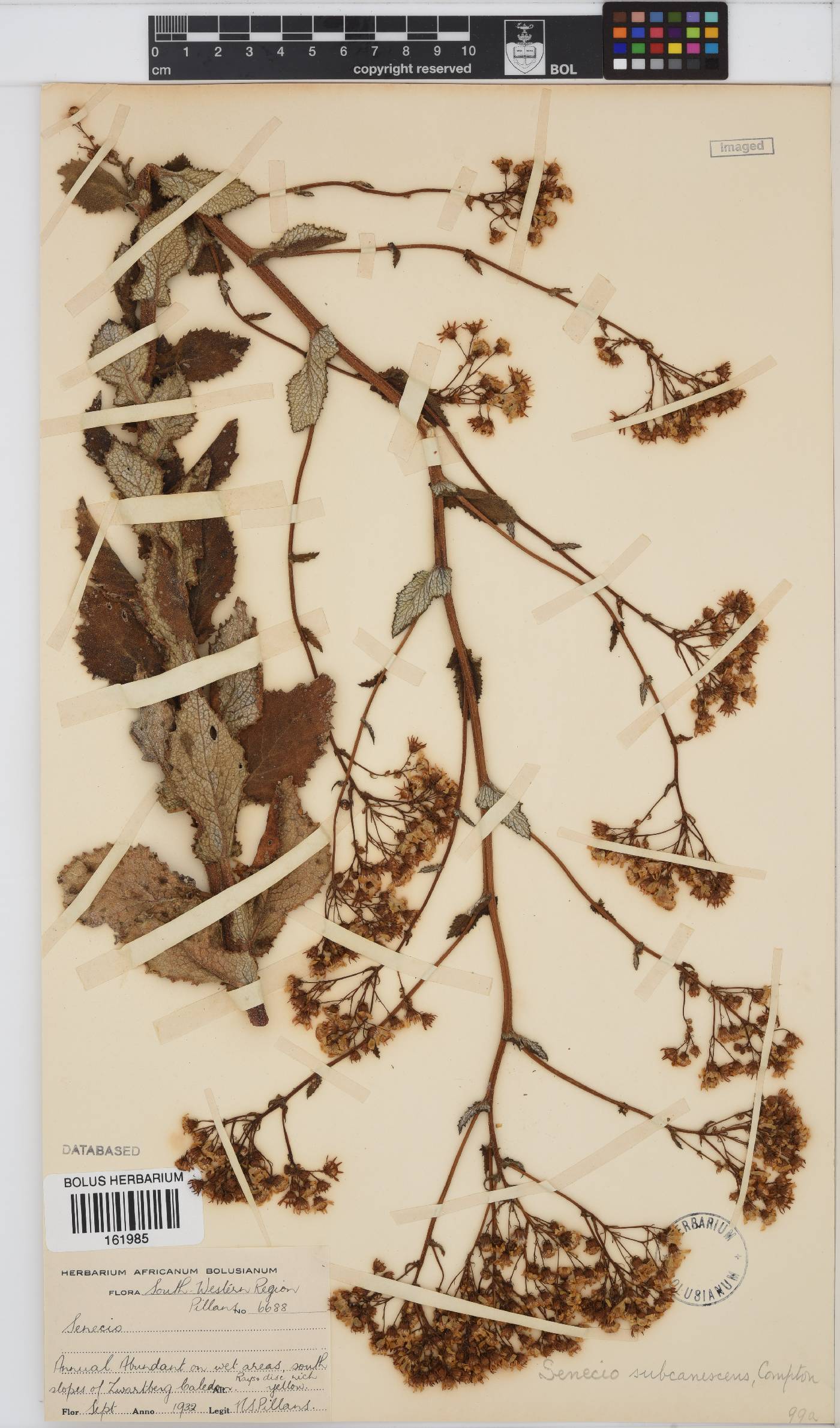Senecio rigidus image