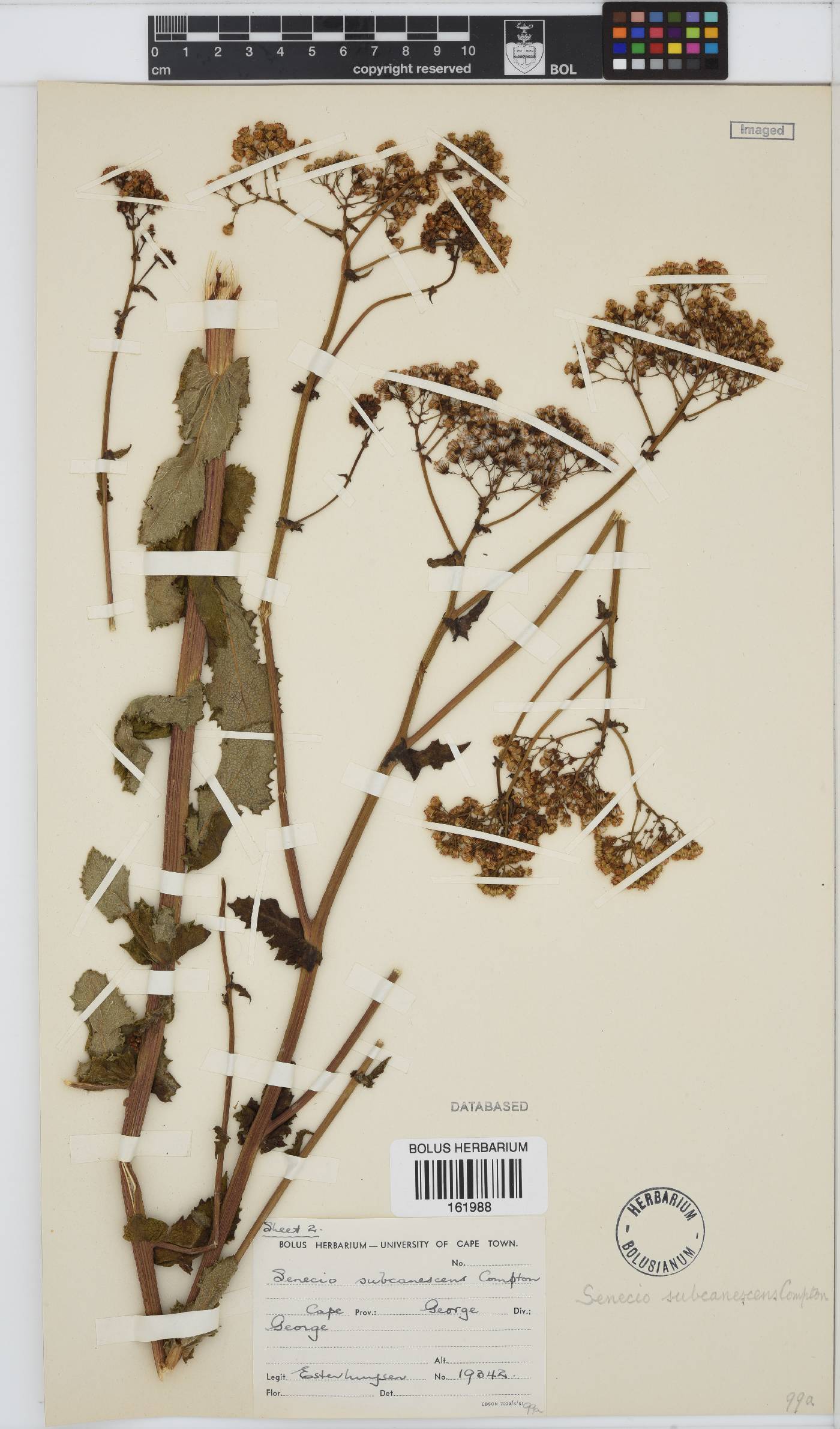 Senecio rigidus image