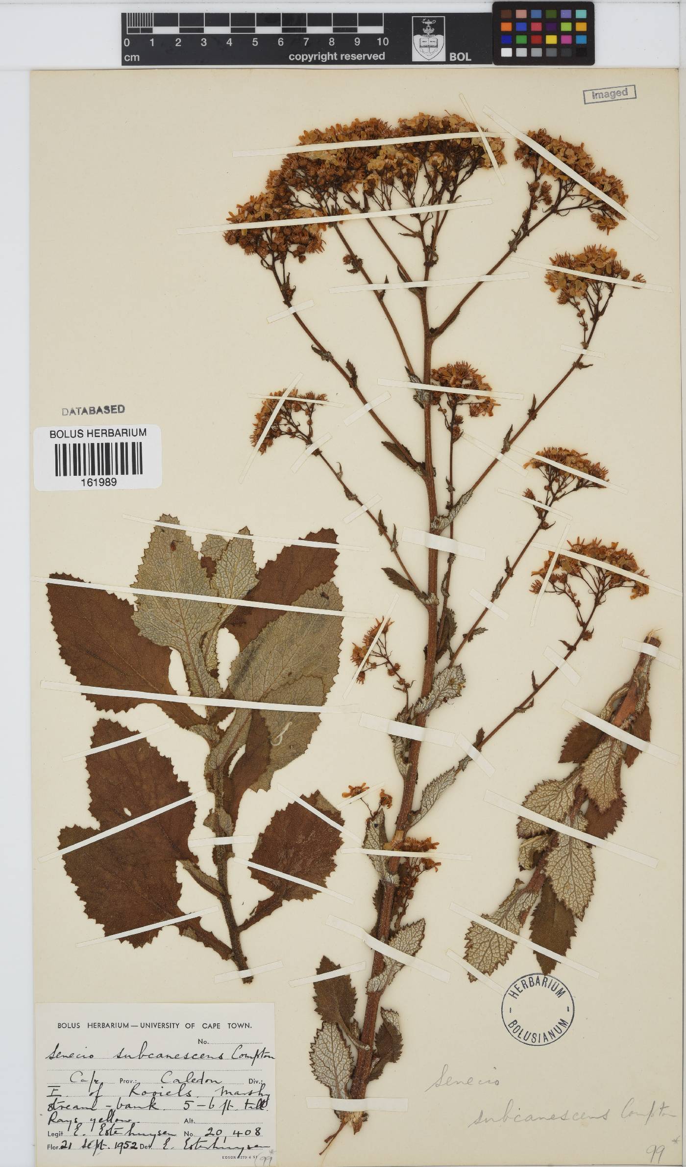 Senecio rigidus image