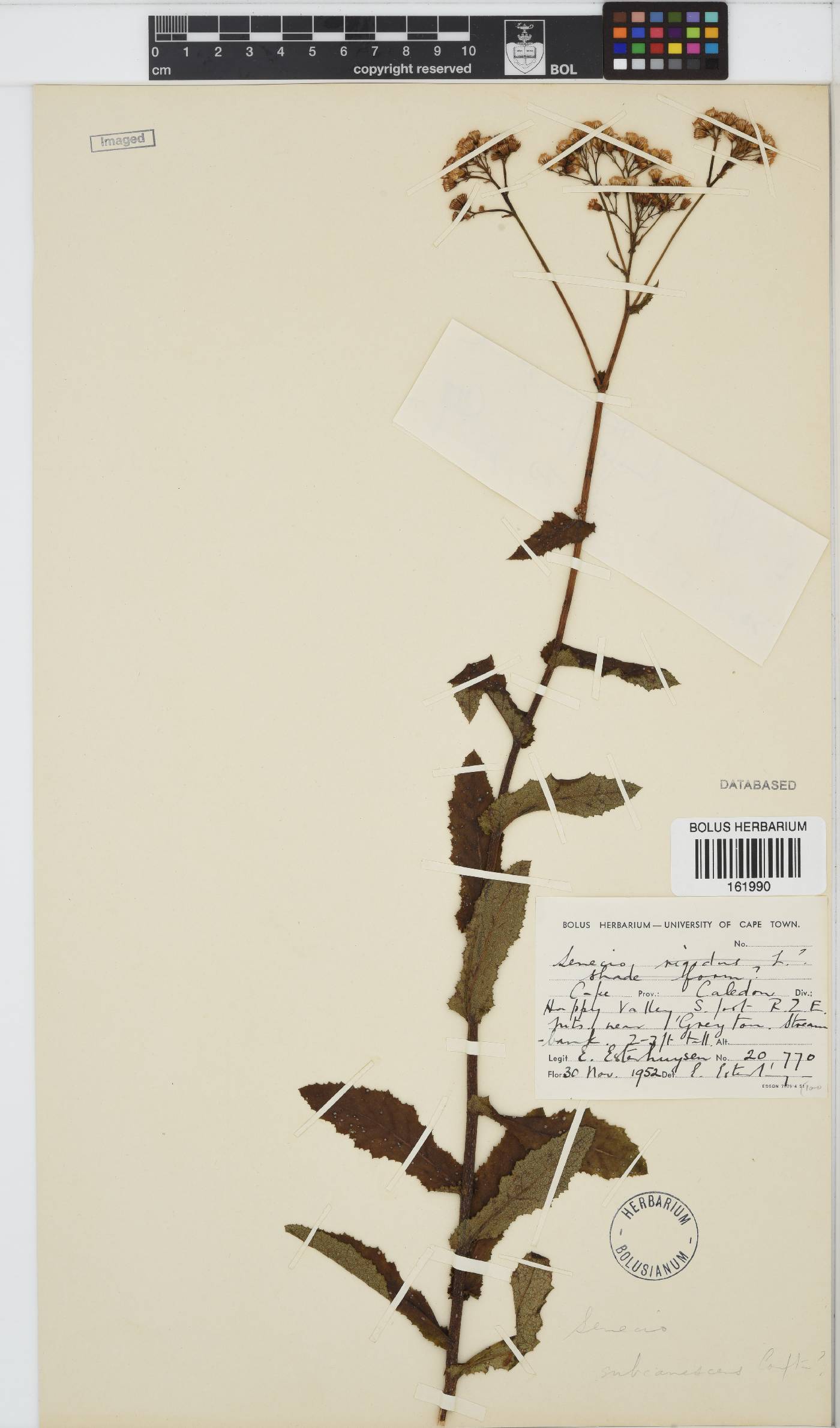 Senecio rigidus image