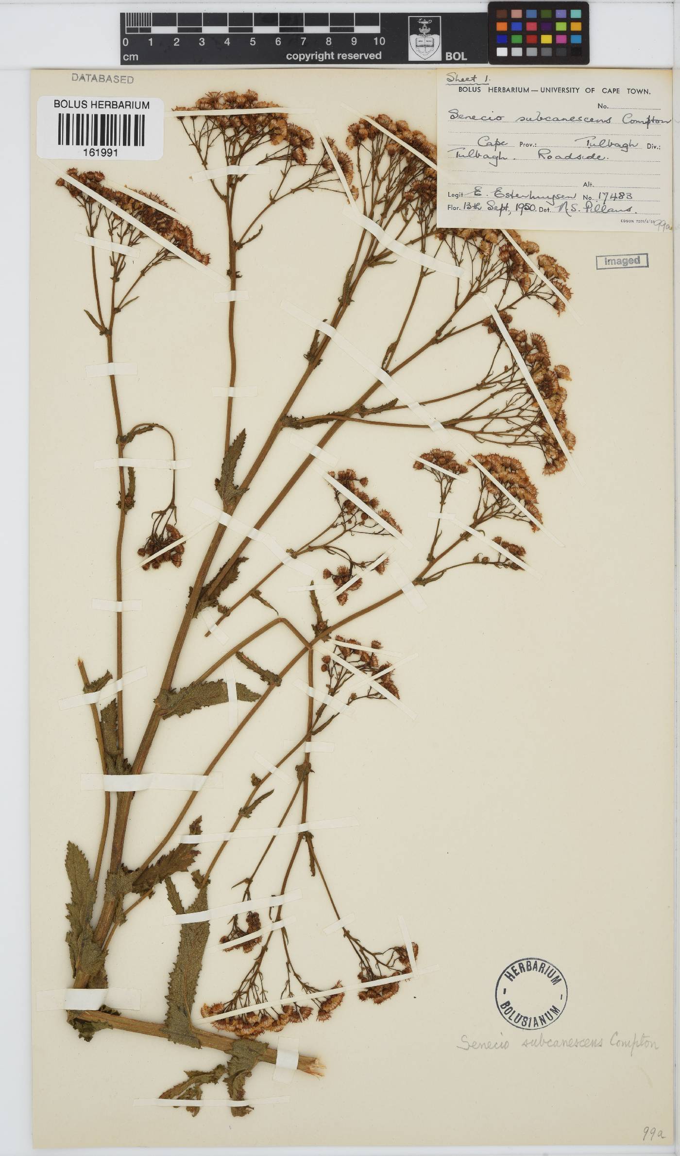 Senecio rigidus image