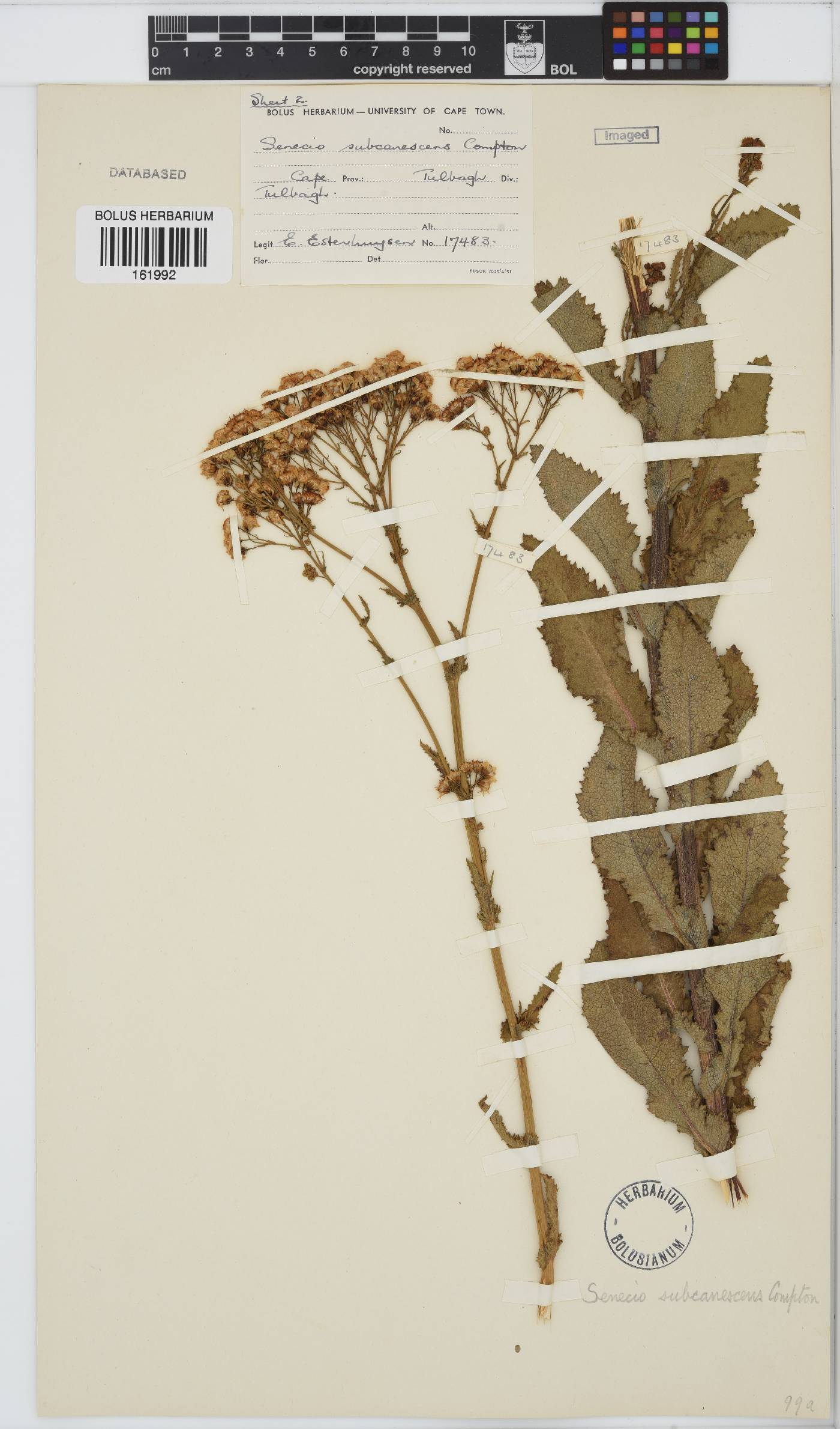 Senecio rigidus image