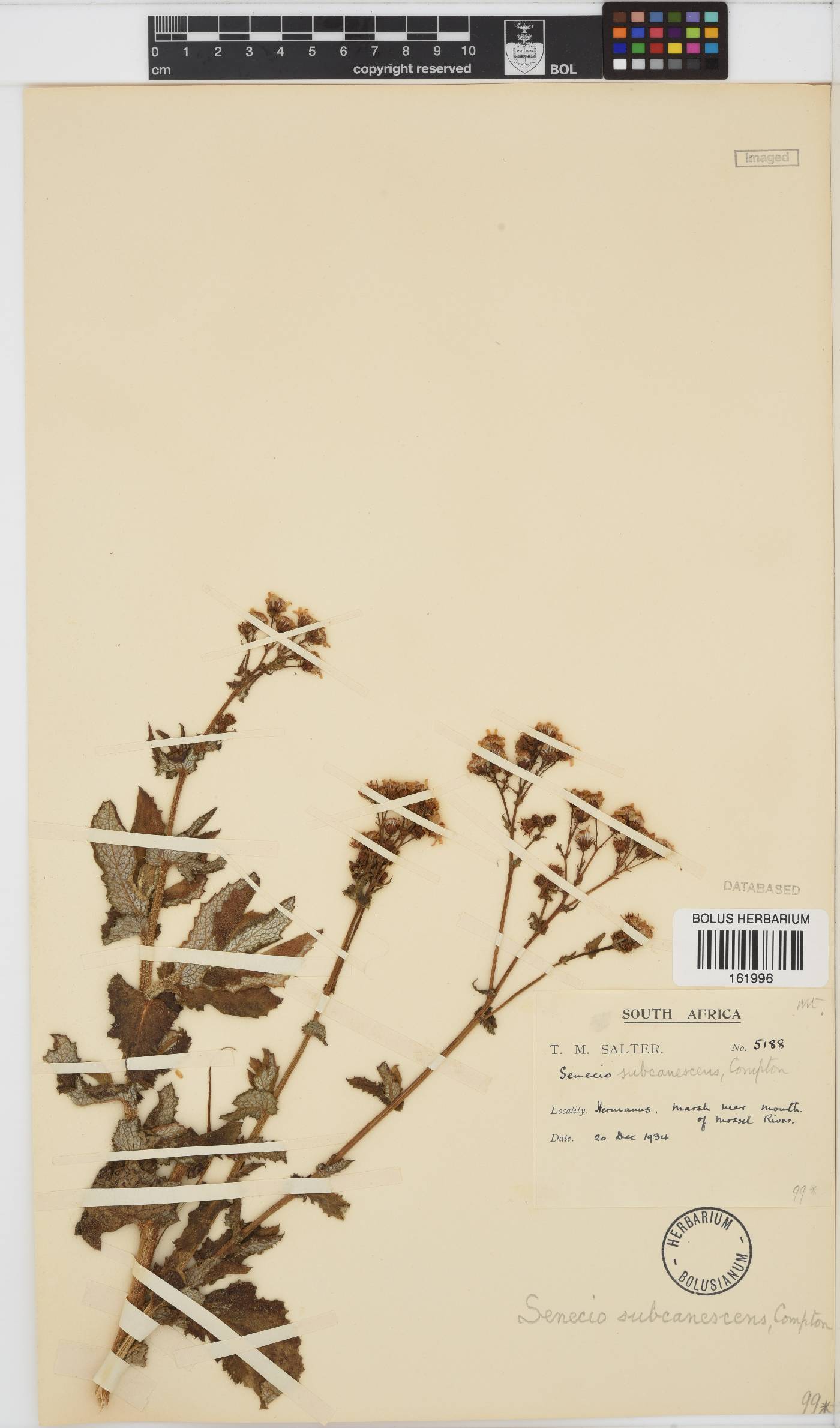 Senecio image