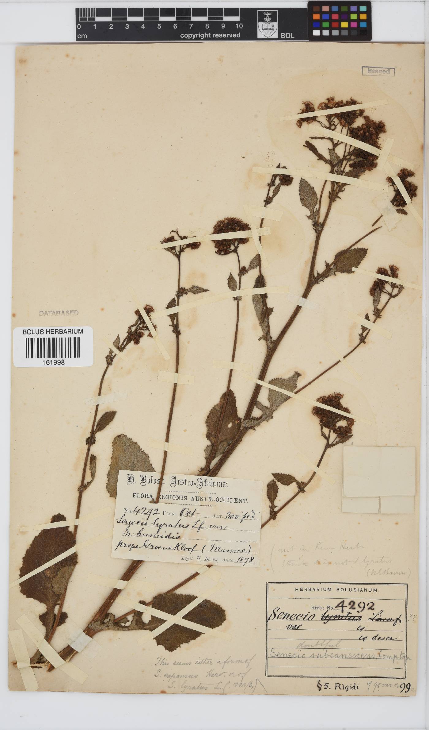 Senecio rigidus image