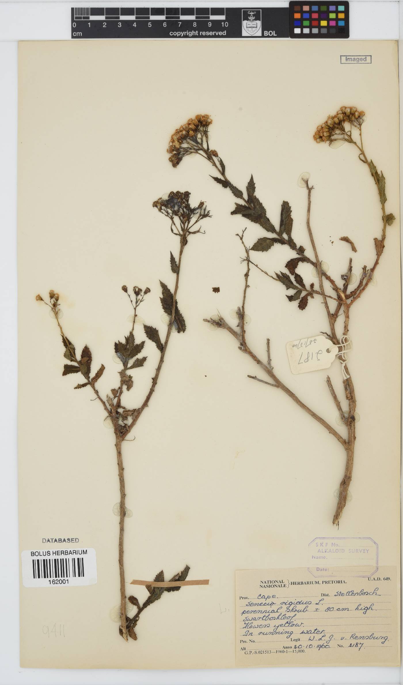 Senecio rigidus image