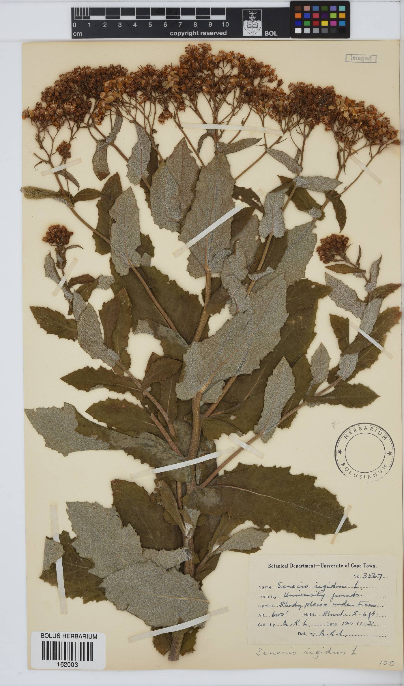 Senecio rigidus image
