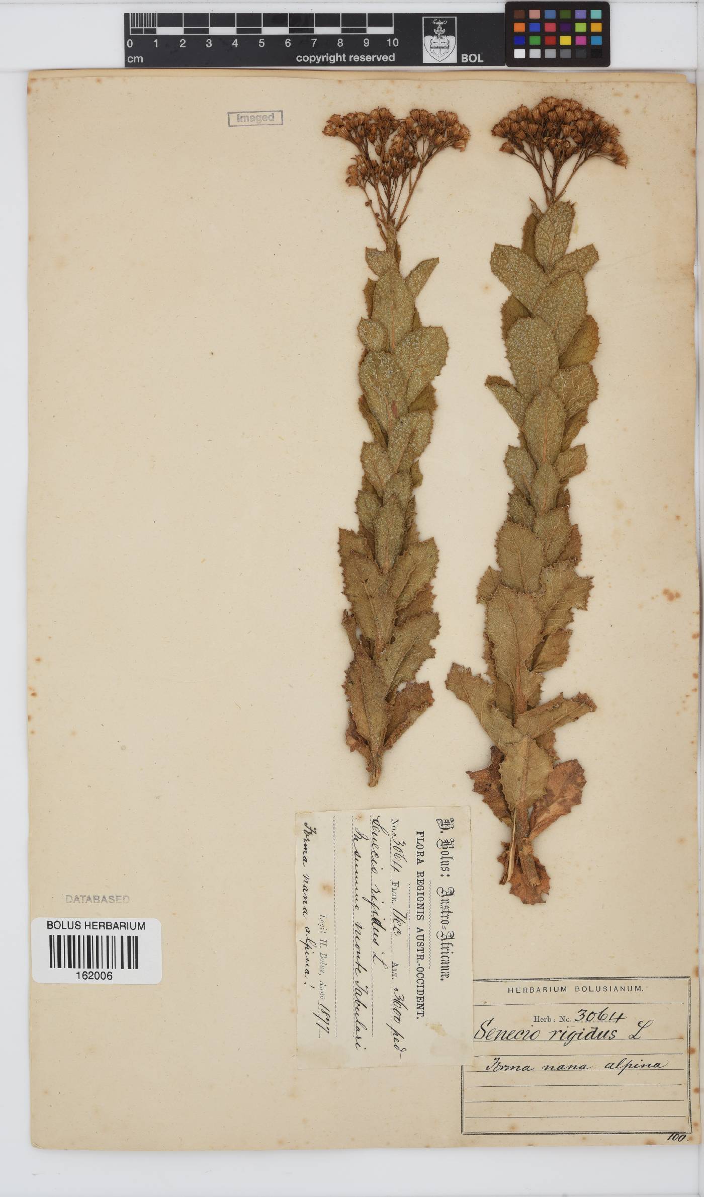 Senecio rigidus image