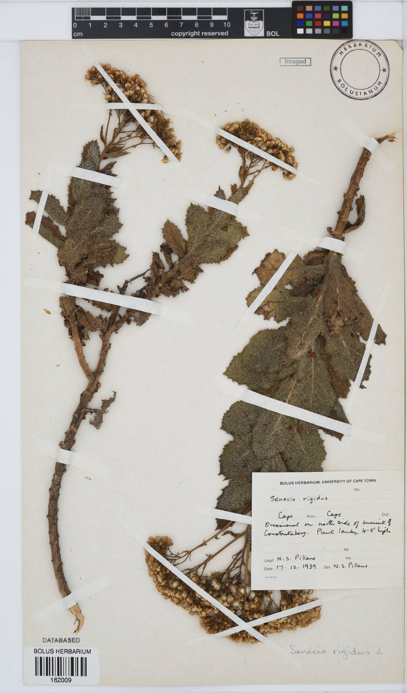 Senecio rigidus image