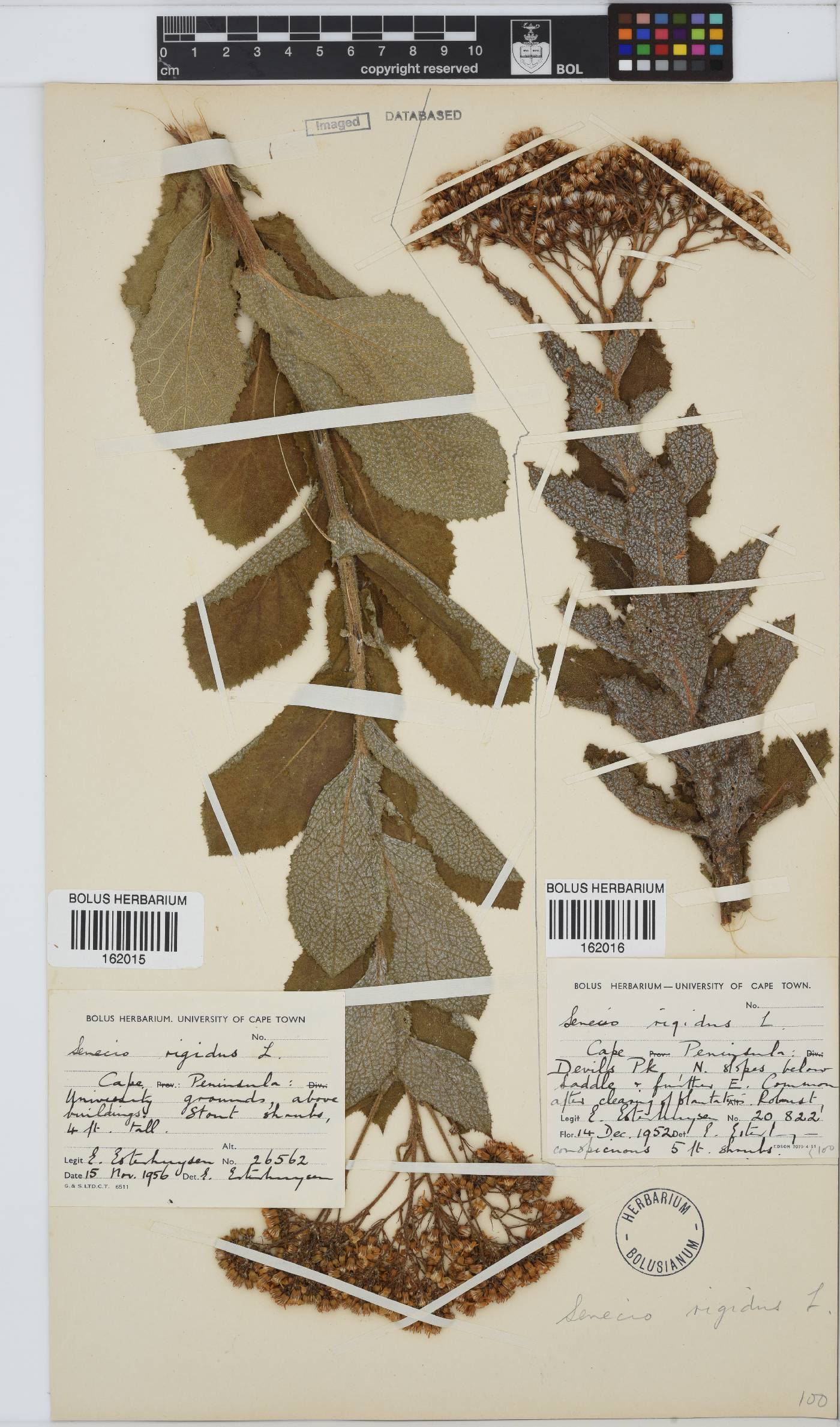 Senecio rigidus image