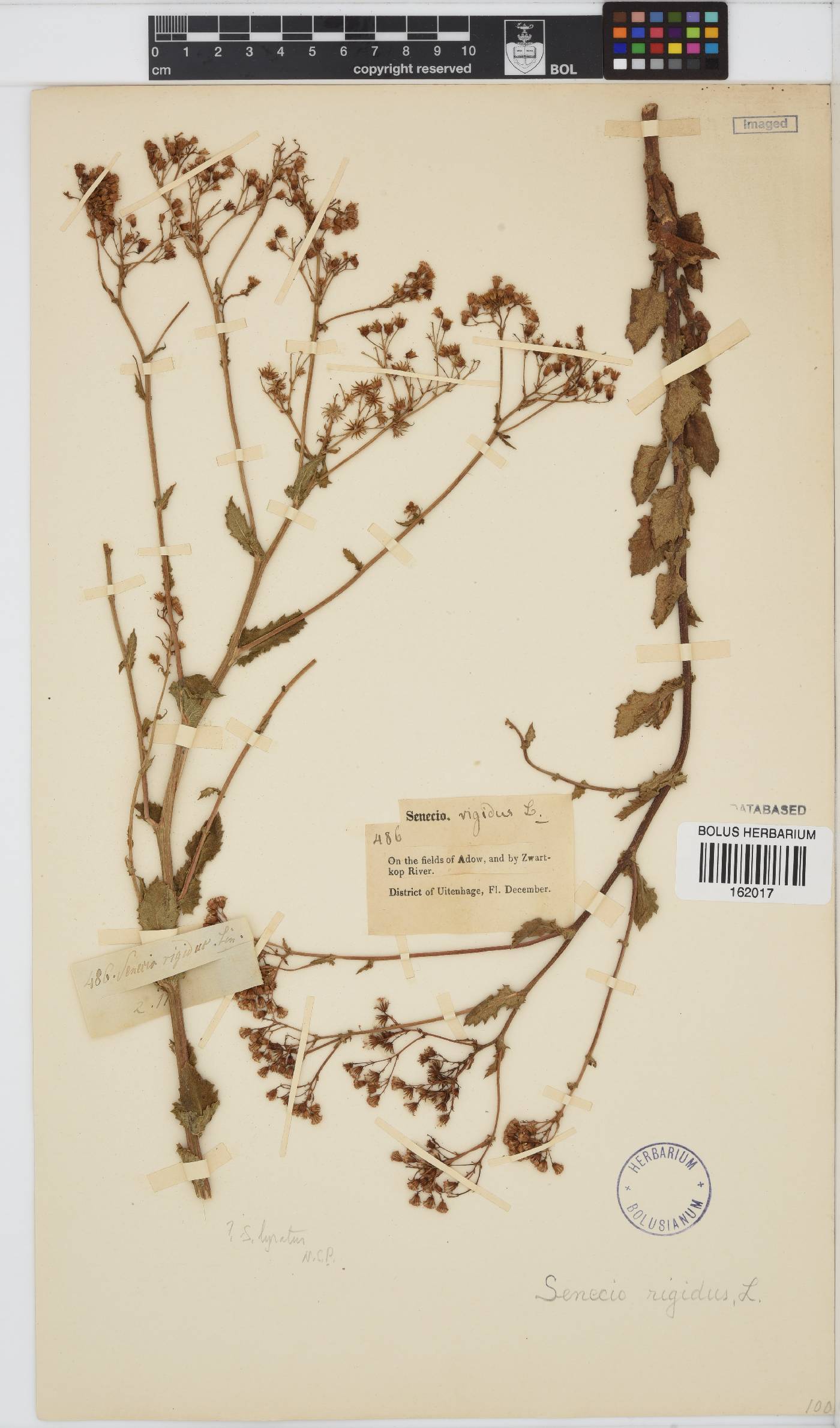 Senecio rigidus image