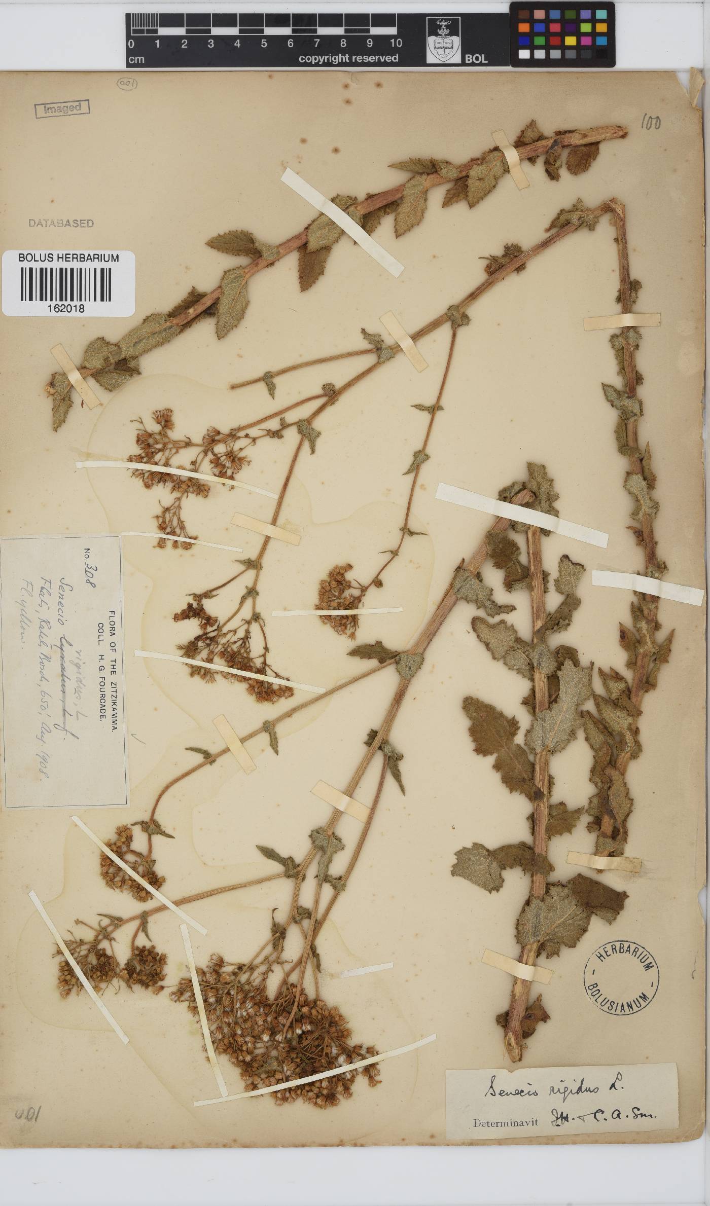 Senecio rigidus image