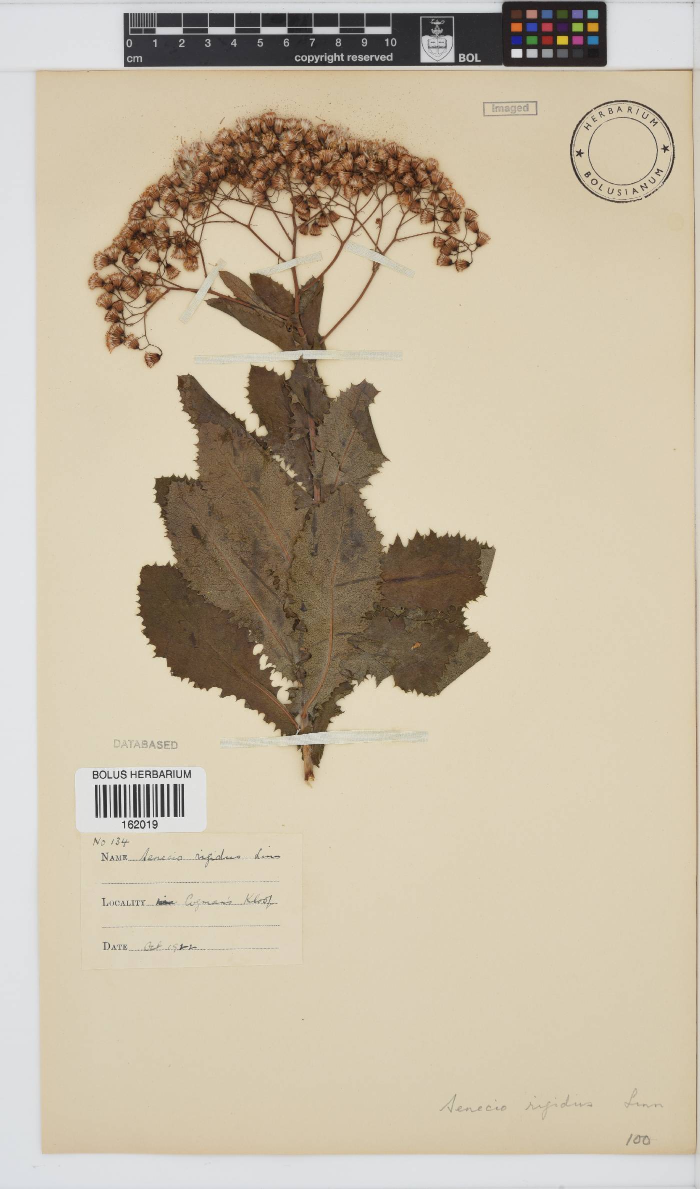 Senecio rigidus image