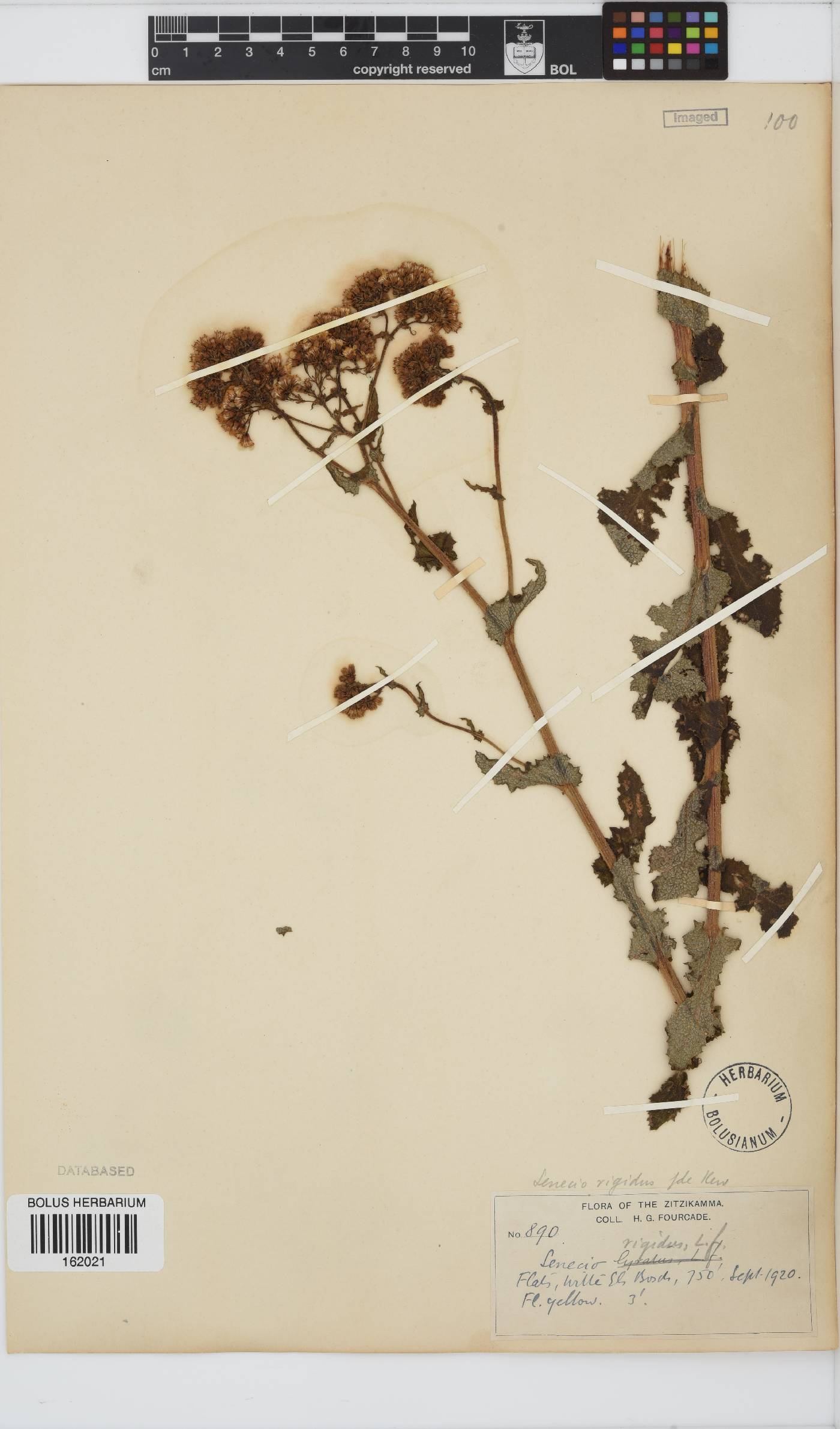 Senecio rigidus image