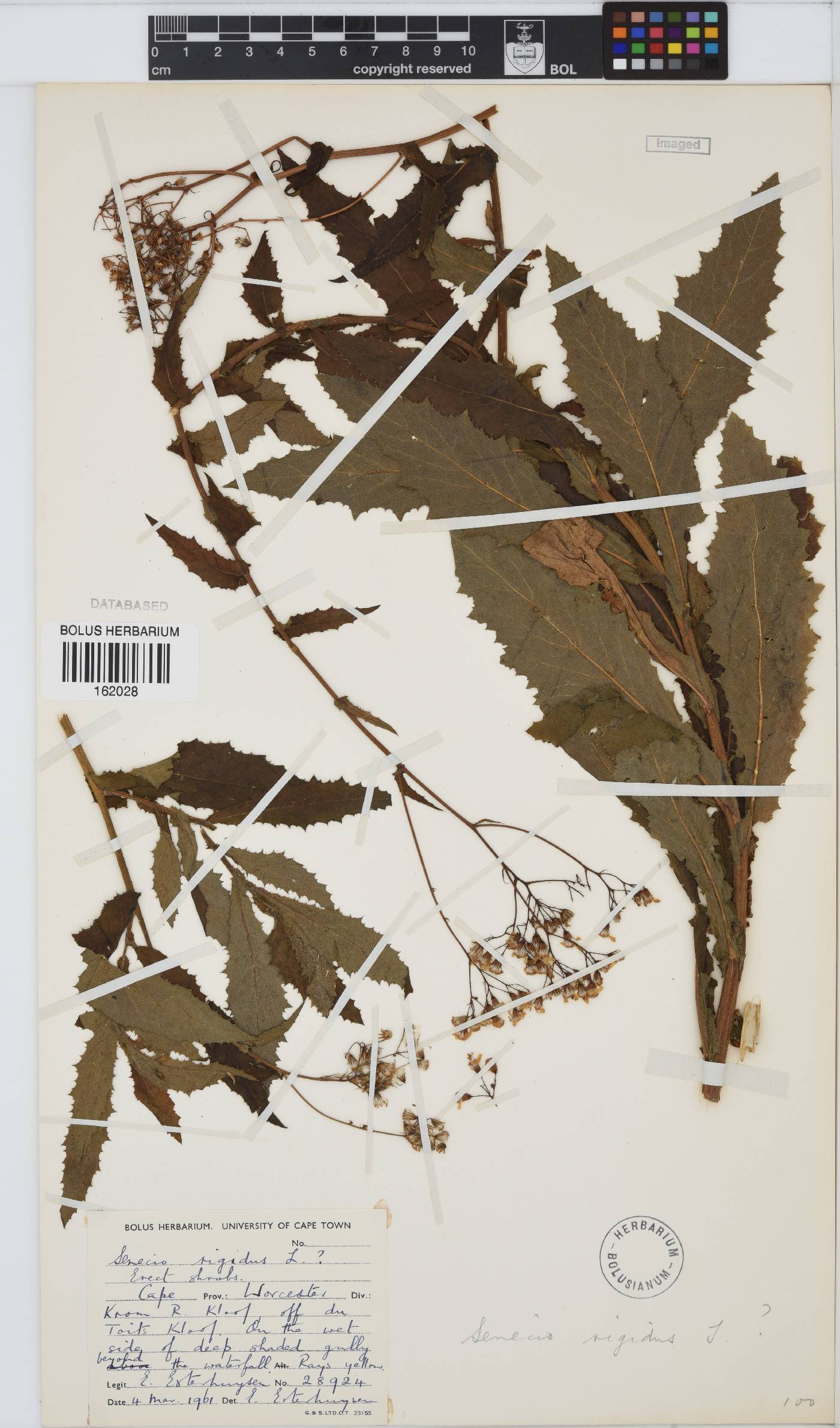 Senecio rigidus image
