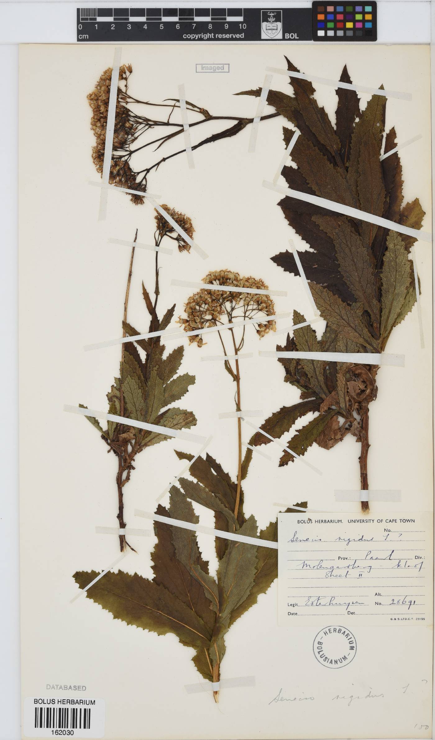 Senecio rigidus image