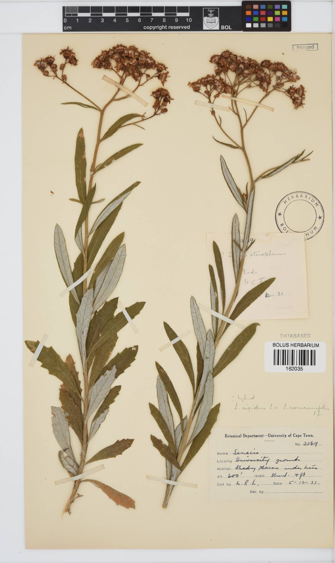 Senecio pterophorus image