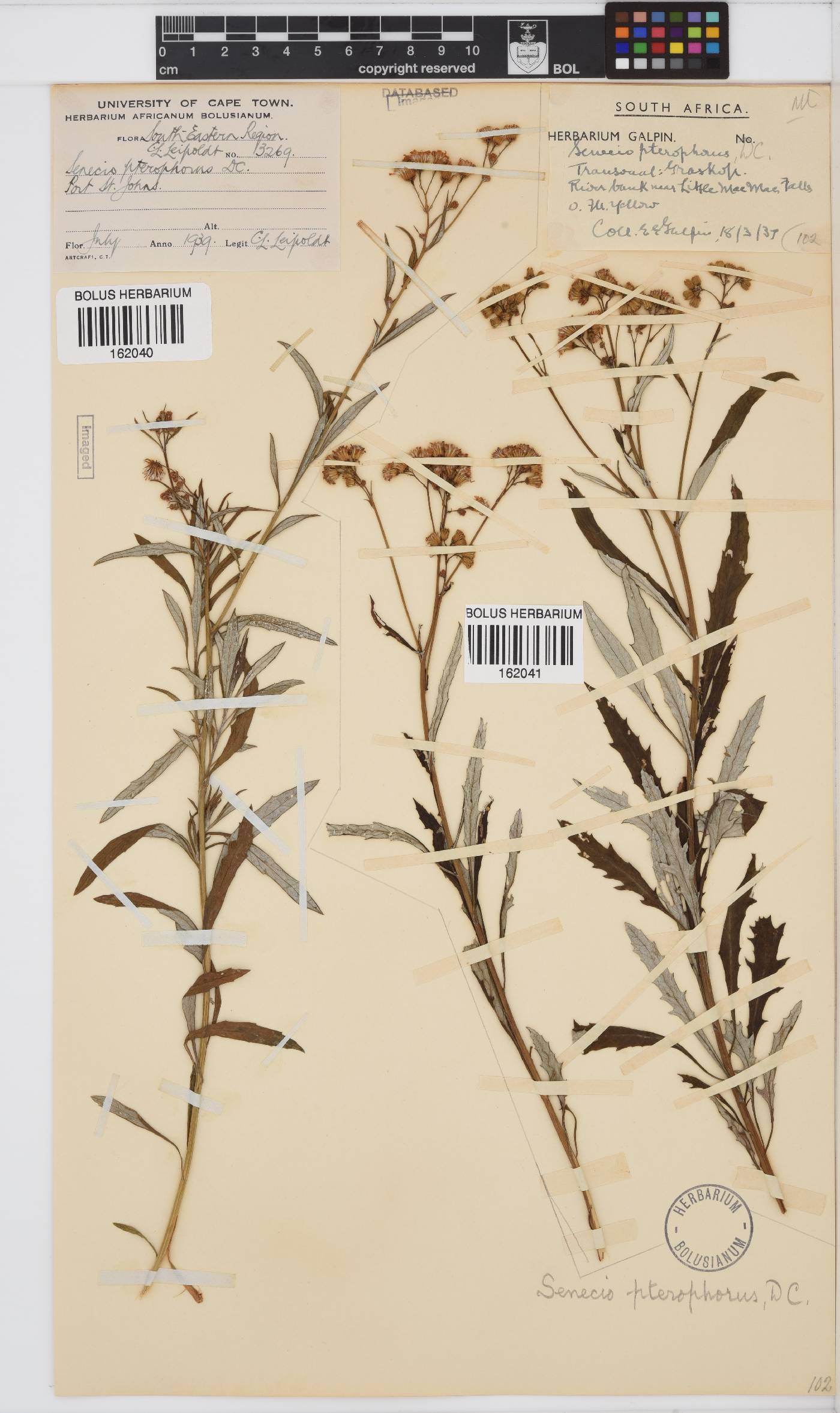 Senecio pterophorus image