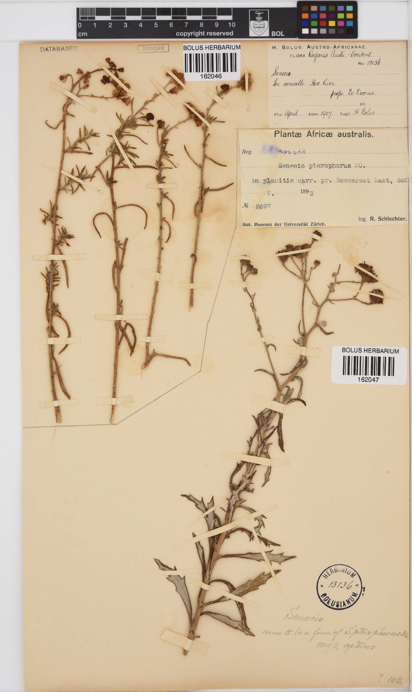 Senecio pterophorus image