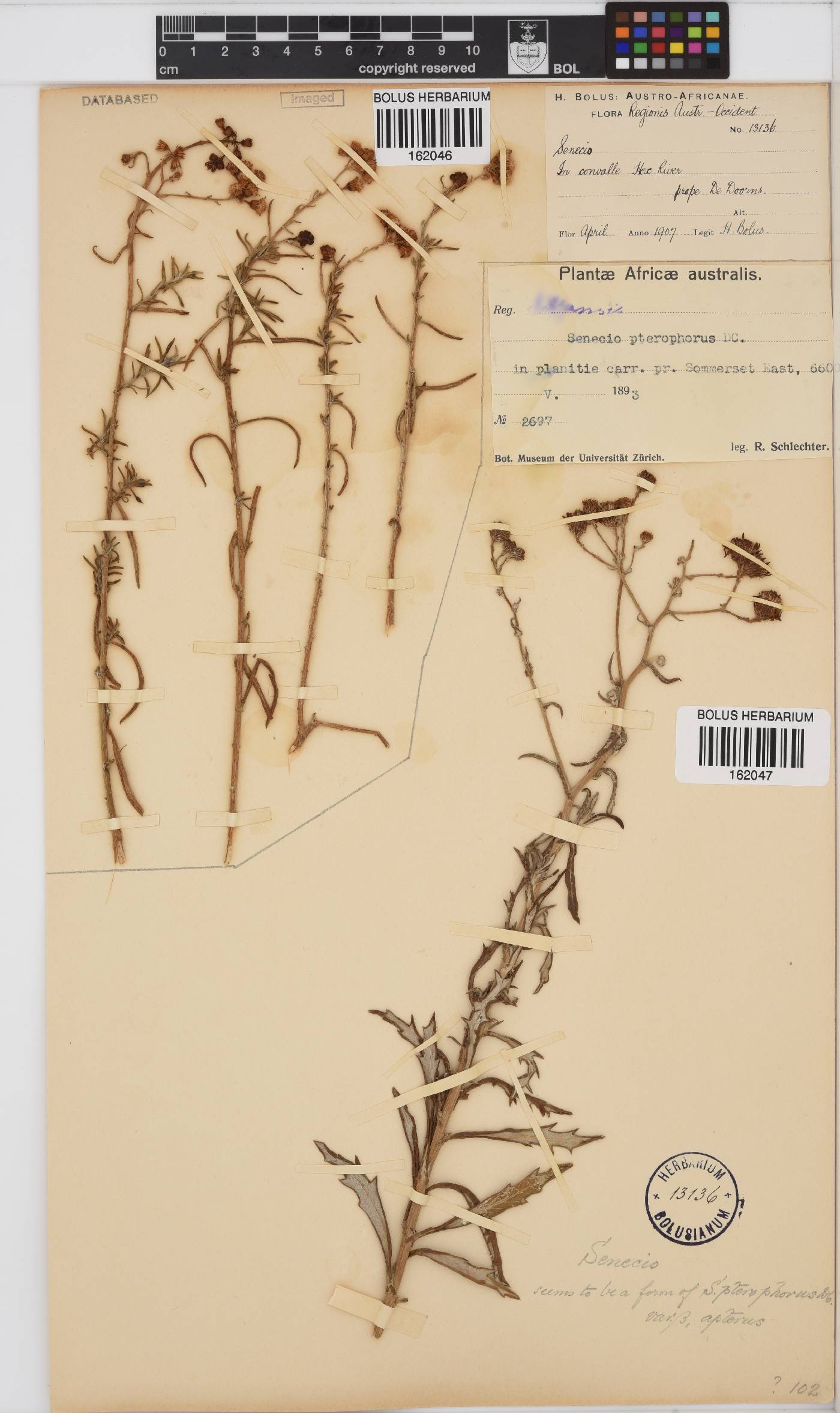 Senecio pterophorus image