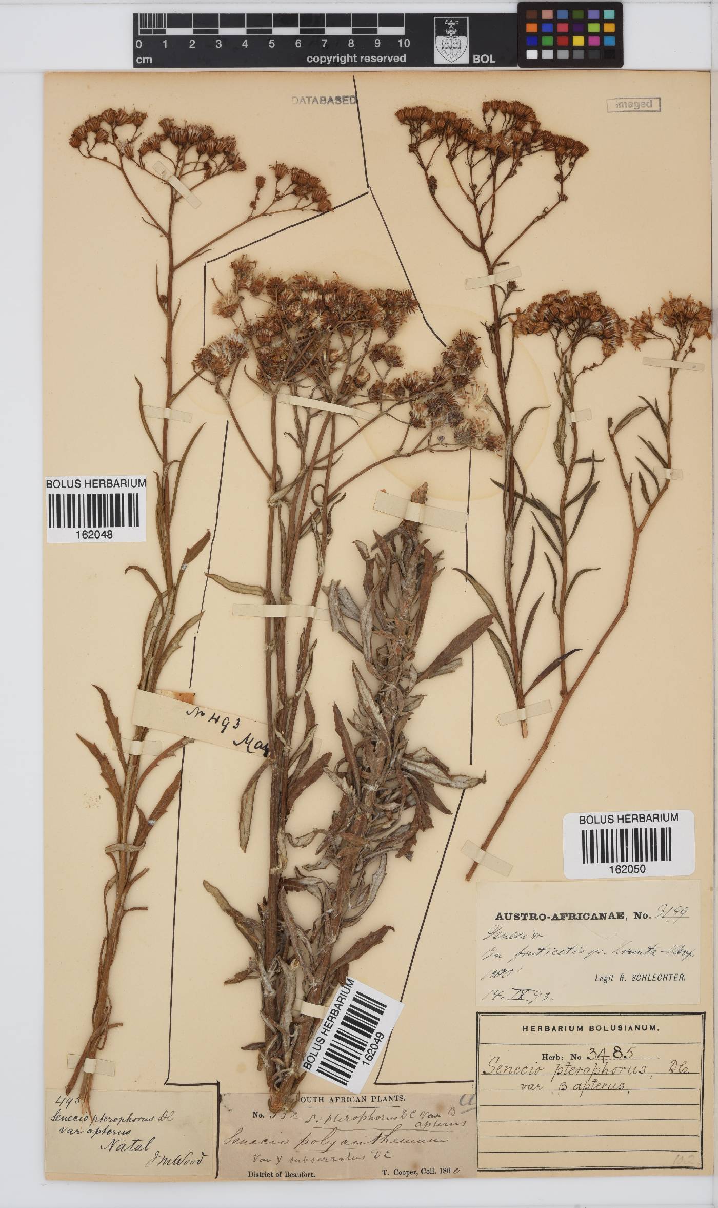 Senecio pterophorus image
