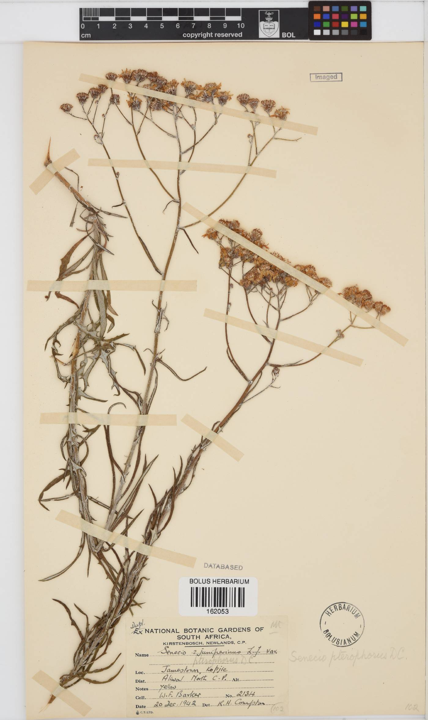 Senecio pterophorus image