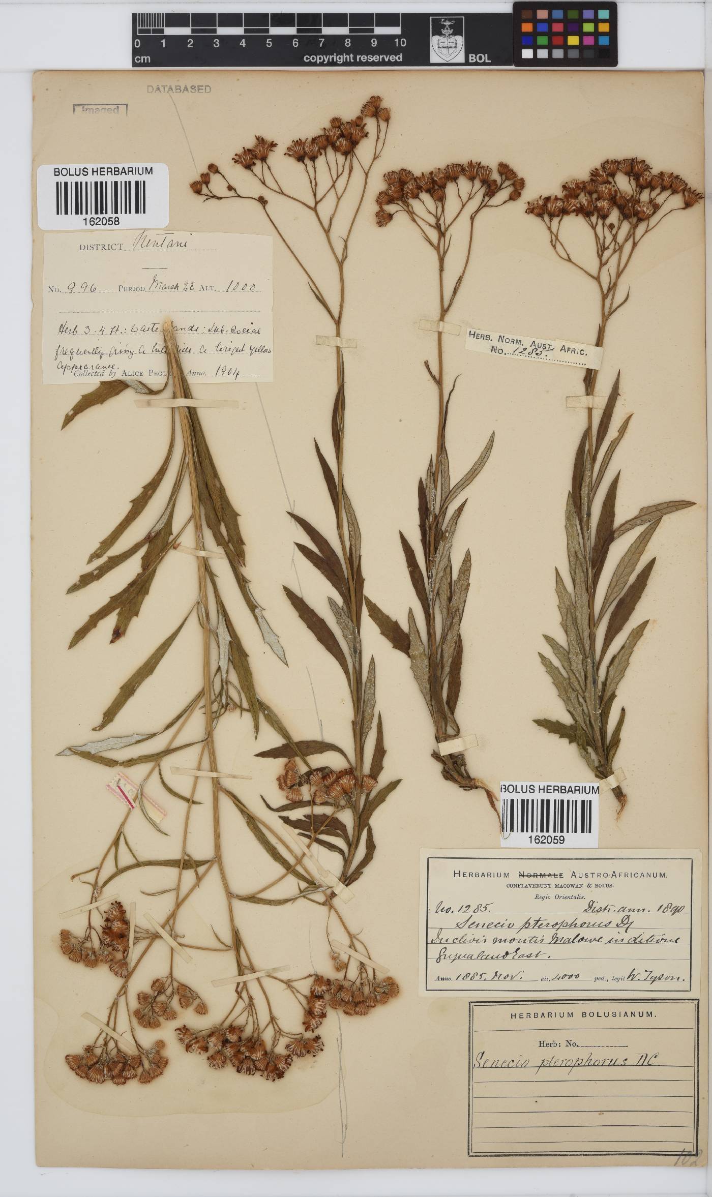 Senecio pterophorus image