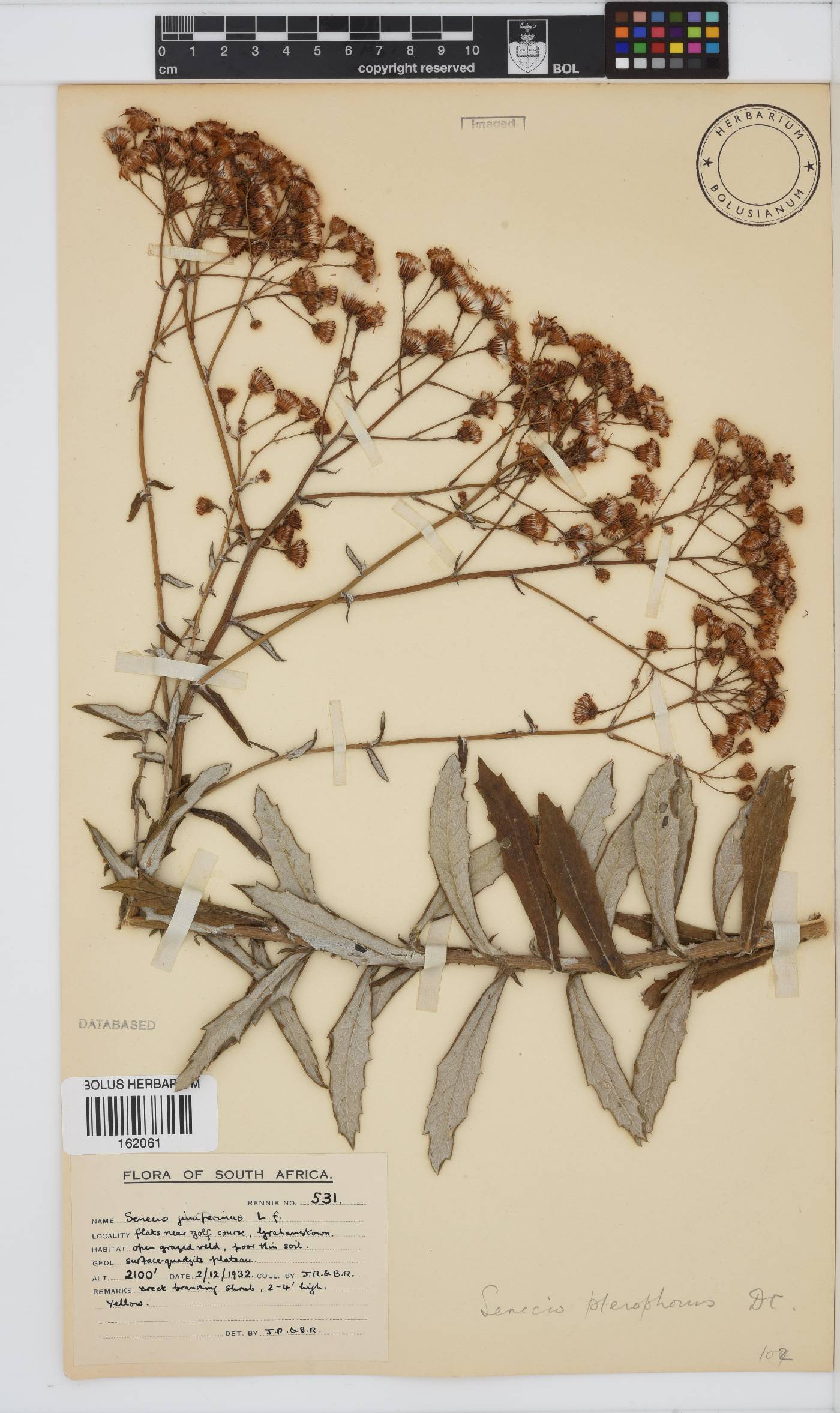 Senecio pterophorus image