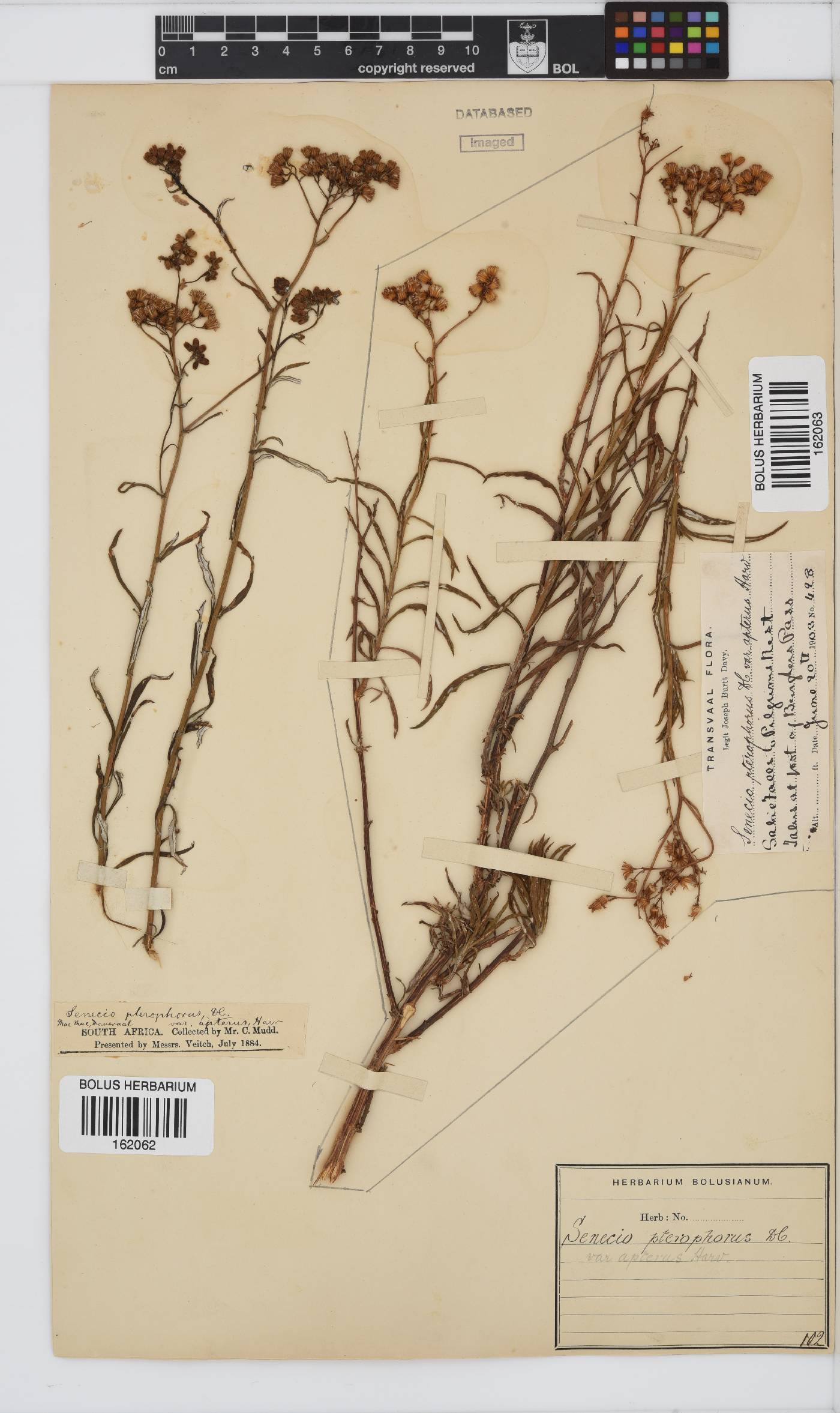 Senecio pterophorus image