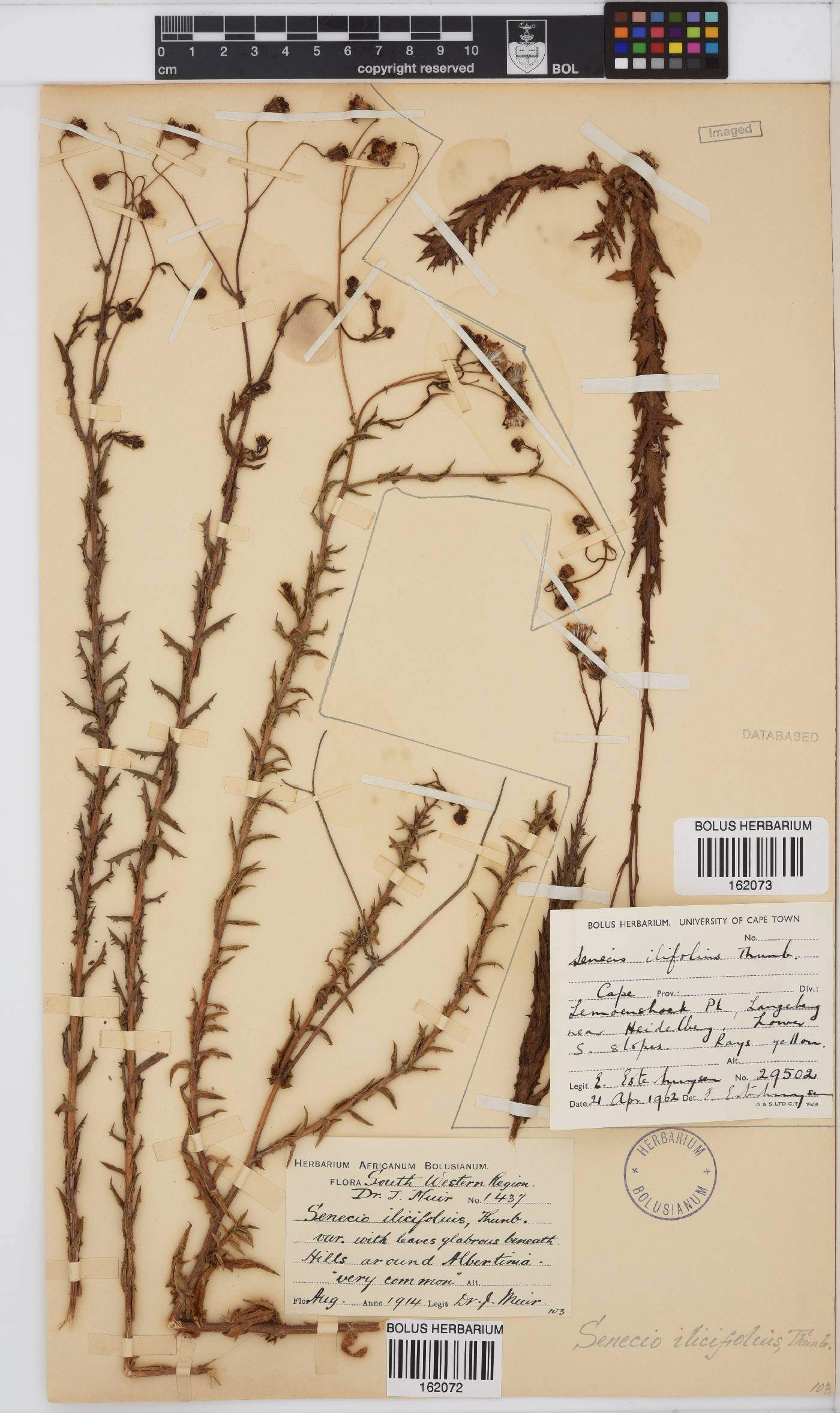 Senecio ilicifolius image