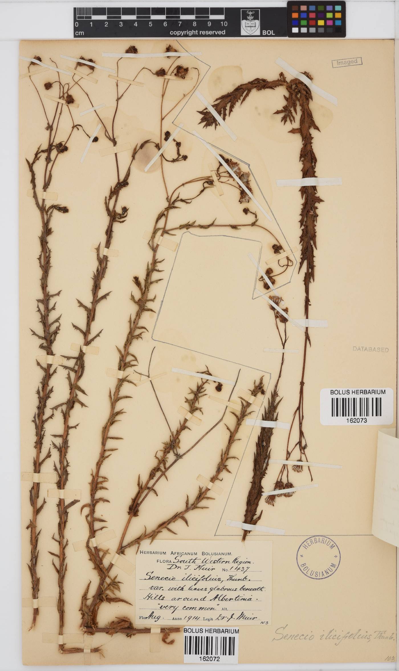 Senecio ilicifolius image