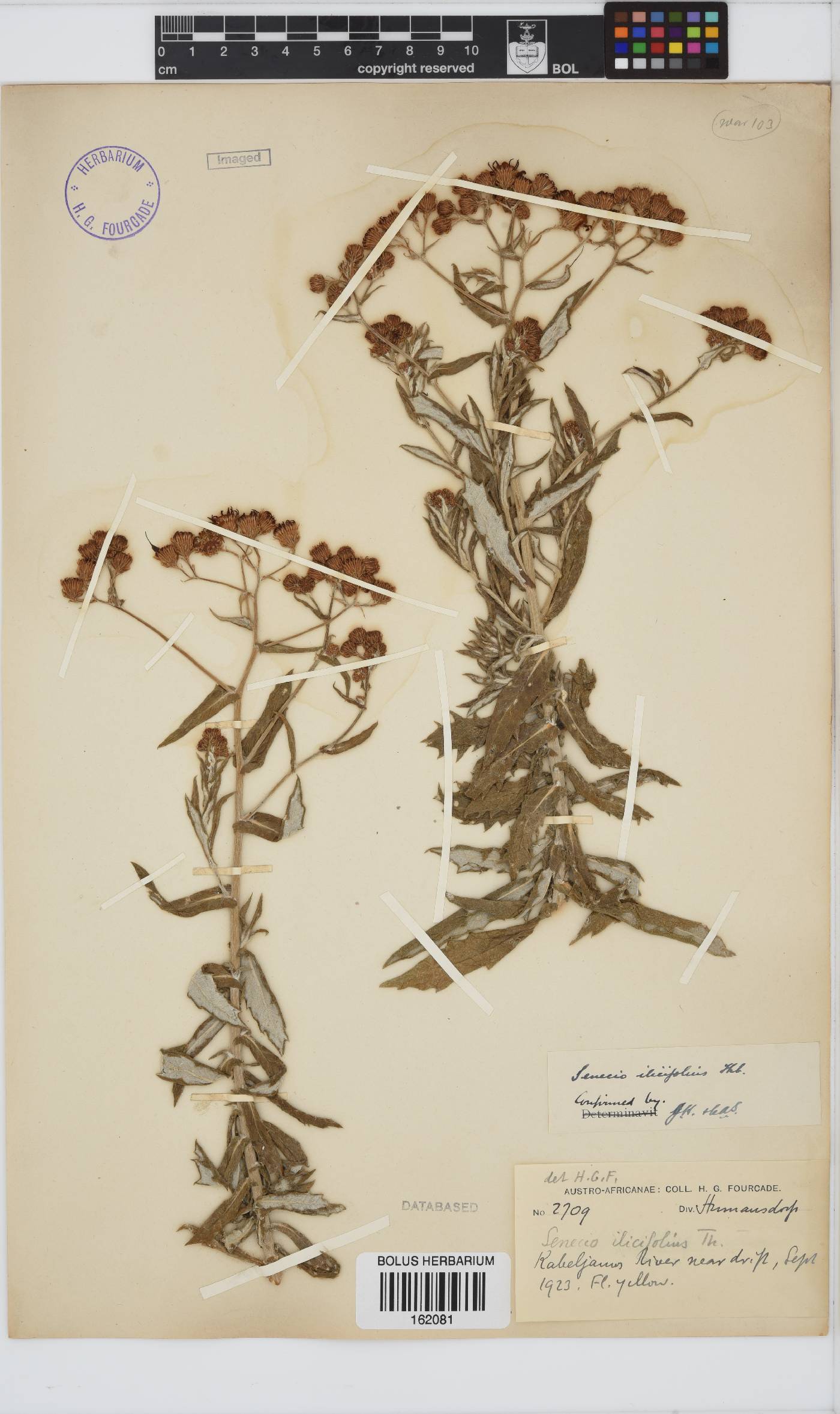 Senecio ilicifolius image