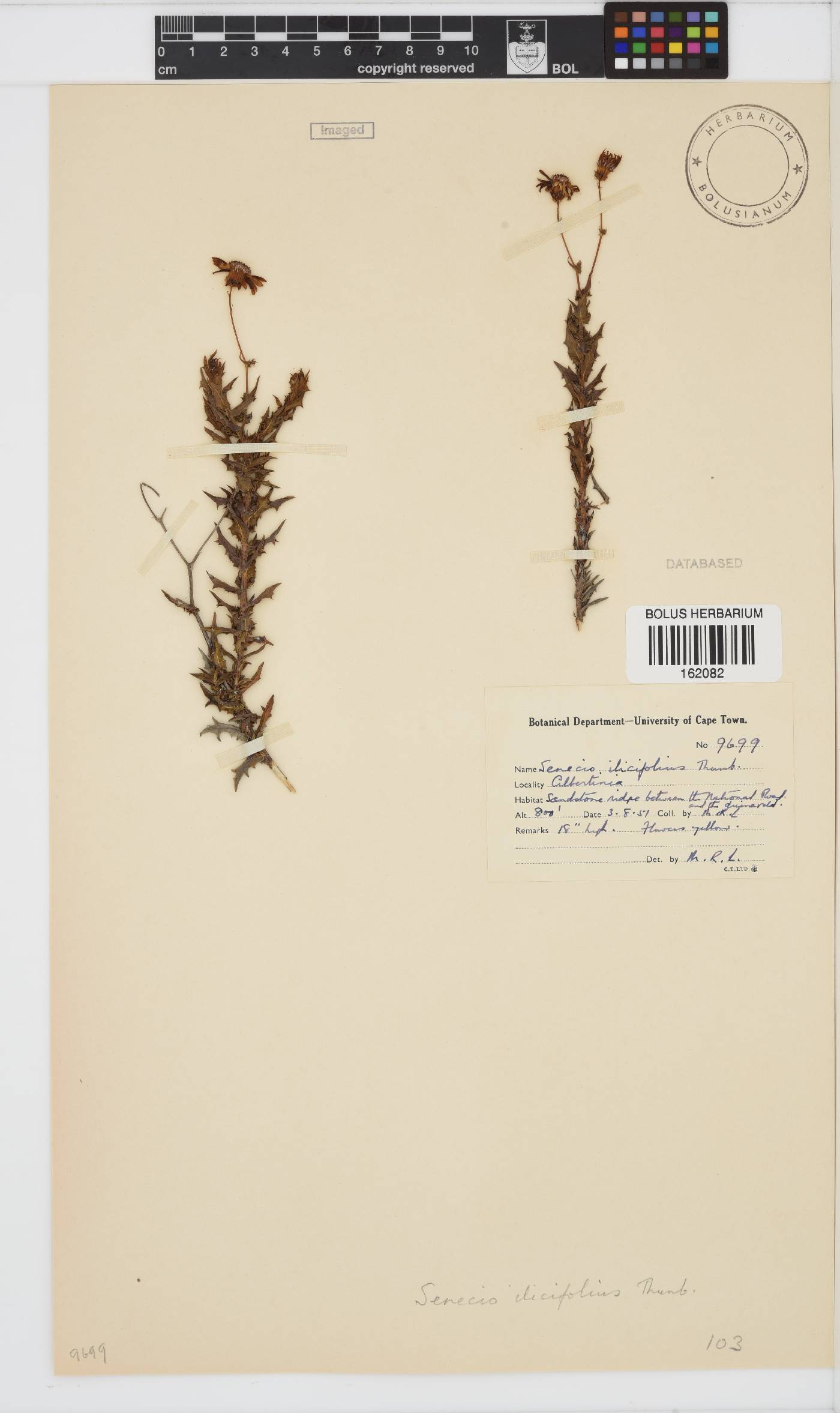 Senecio ilicifolius image