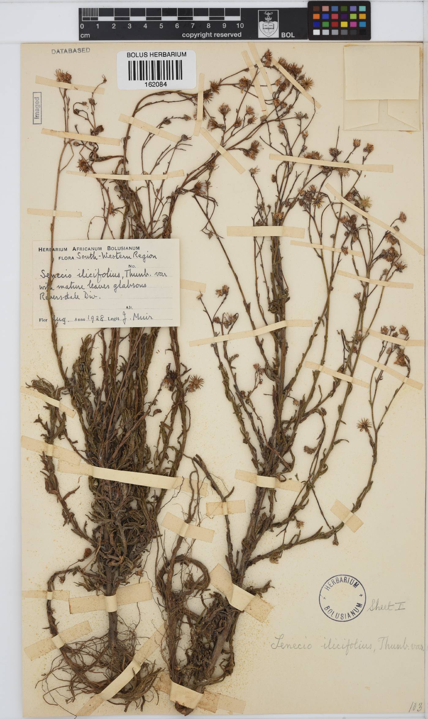Senecio ilicifolius image