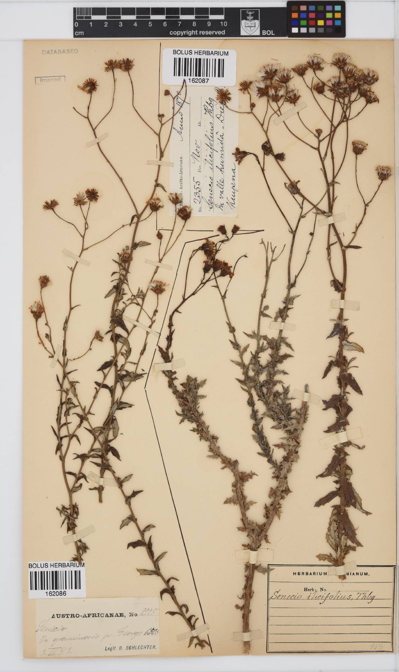 Senecio ilicifolius image