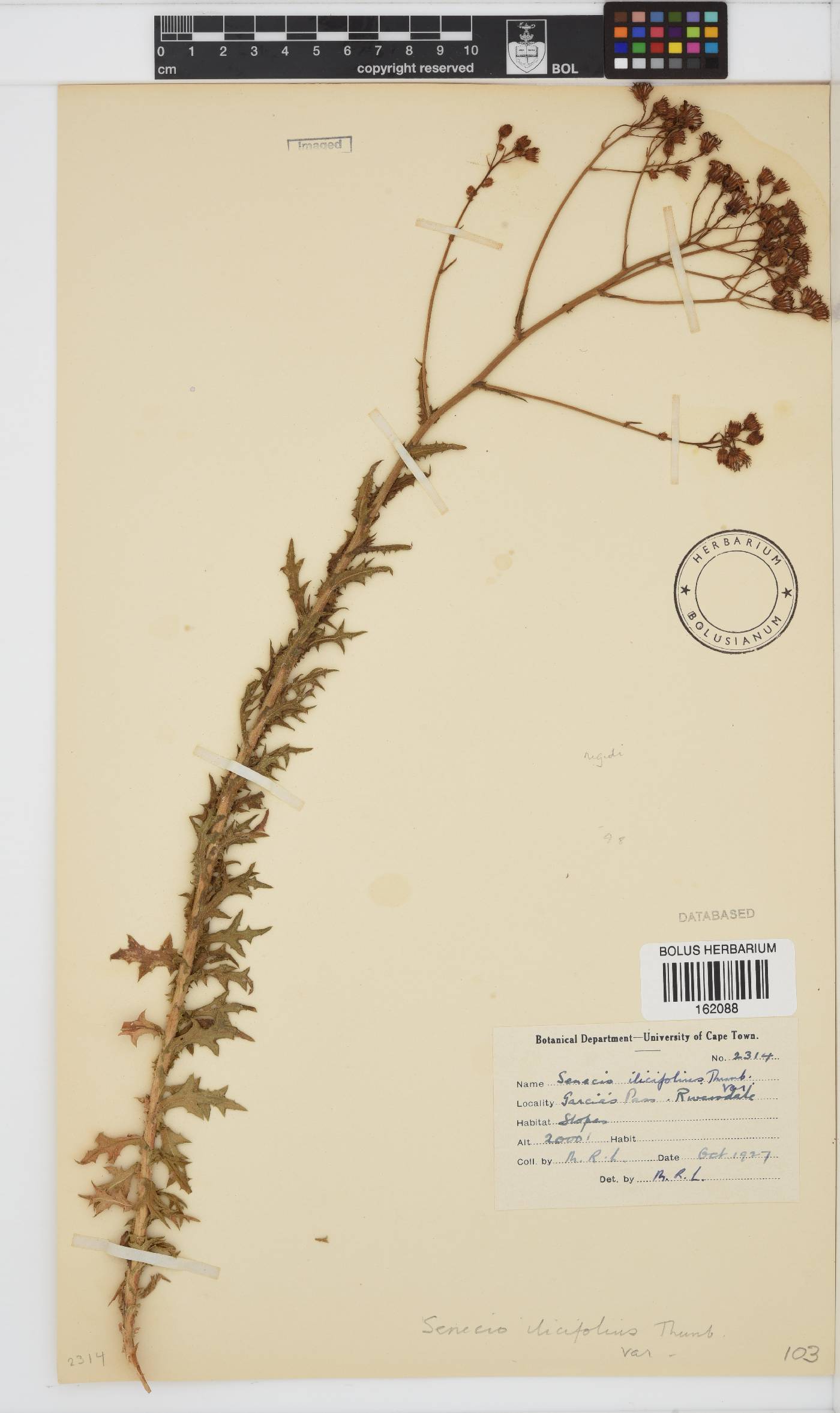 Senecio ilicifolius image