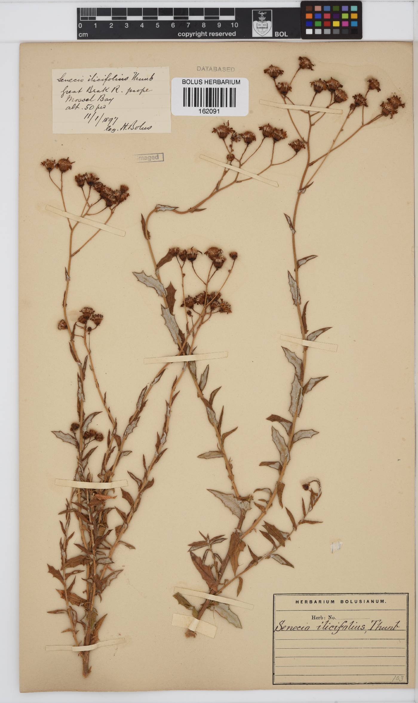 Senecio ilicifolius image