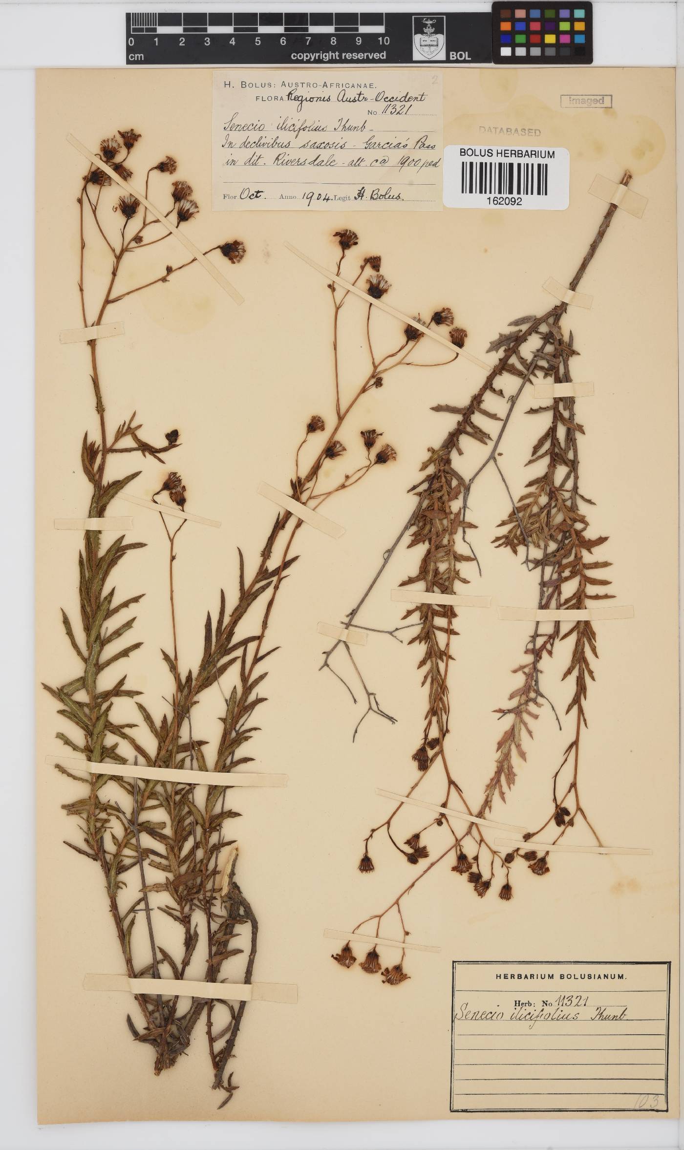 Senecio ilicifolius image