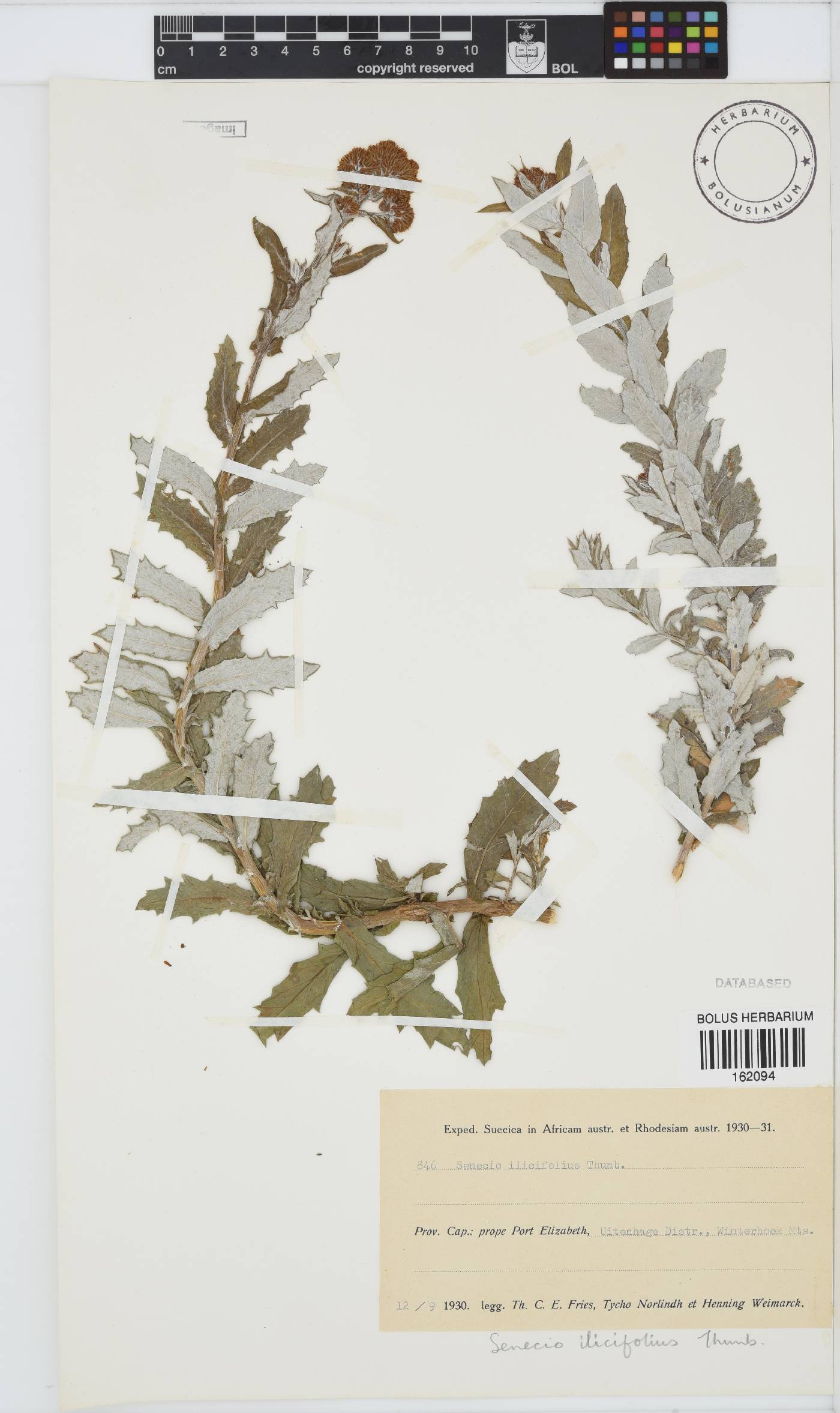 Senecio ilicifolius image