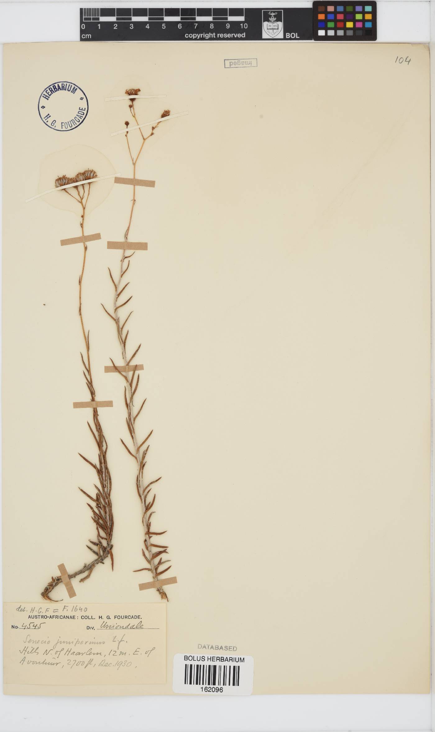 Senecio juniperinus image