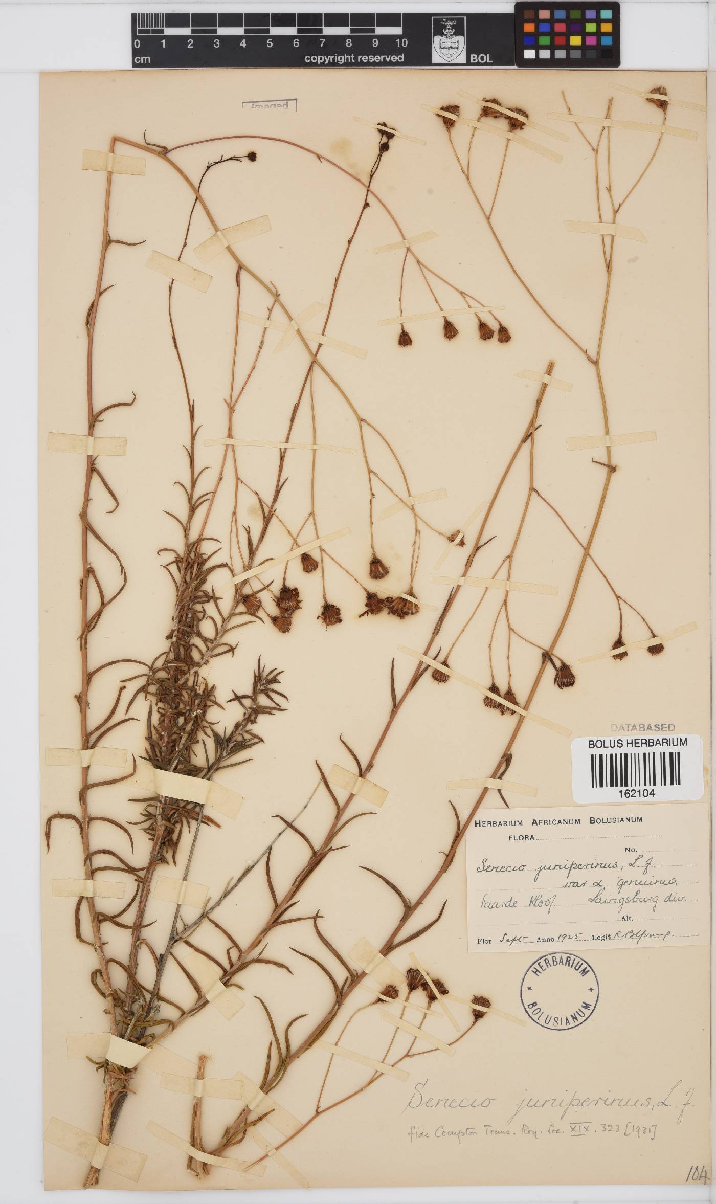 Senecio juniperinus image