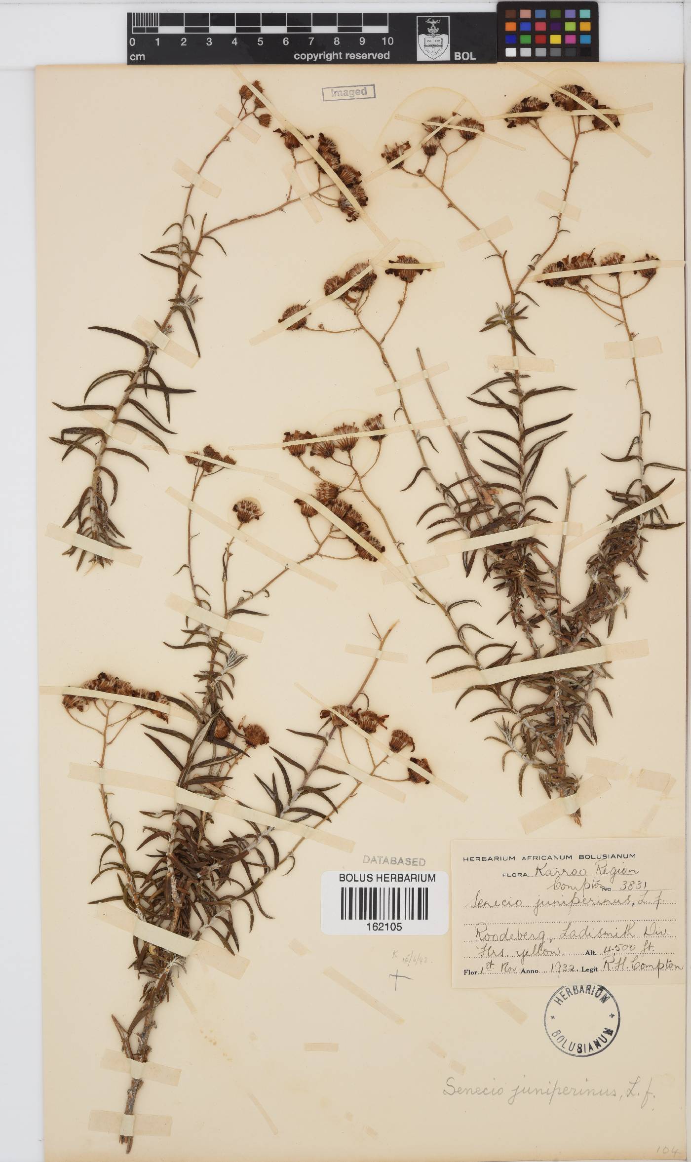 Senecio juniperinus image