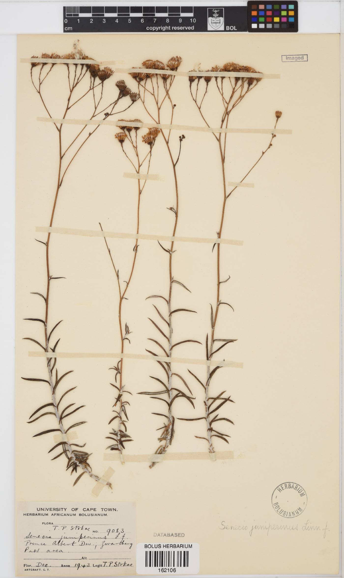 Senecio juniperinus image