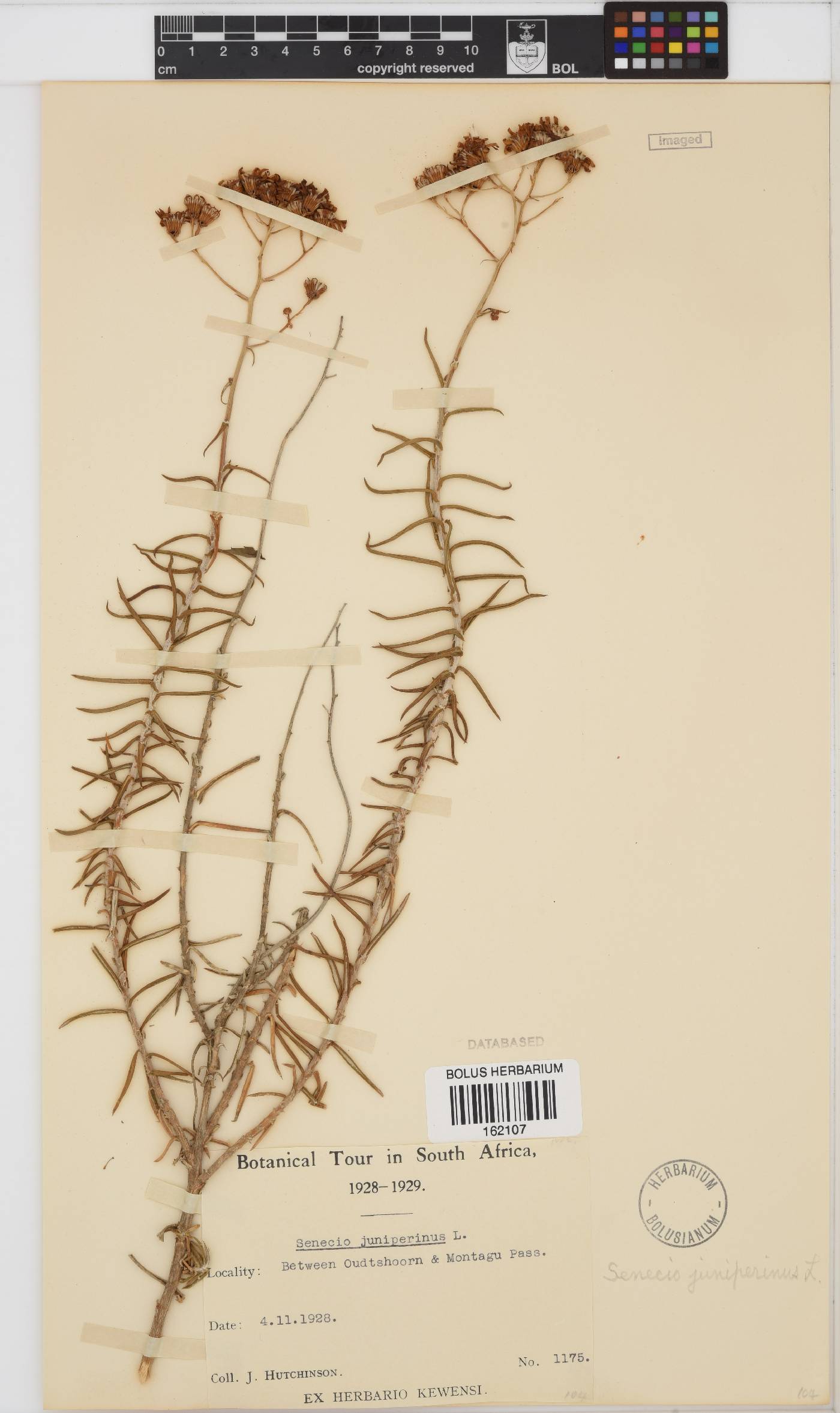 Senecio juniperinus image
