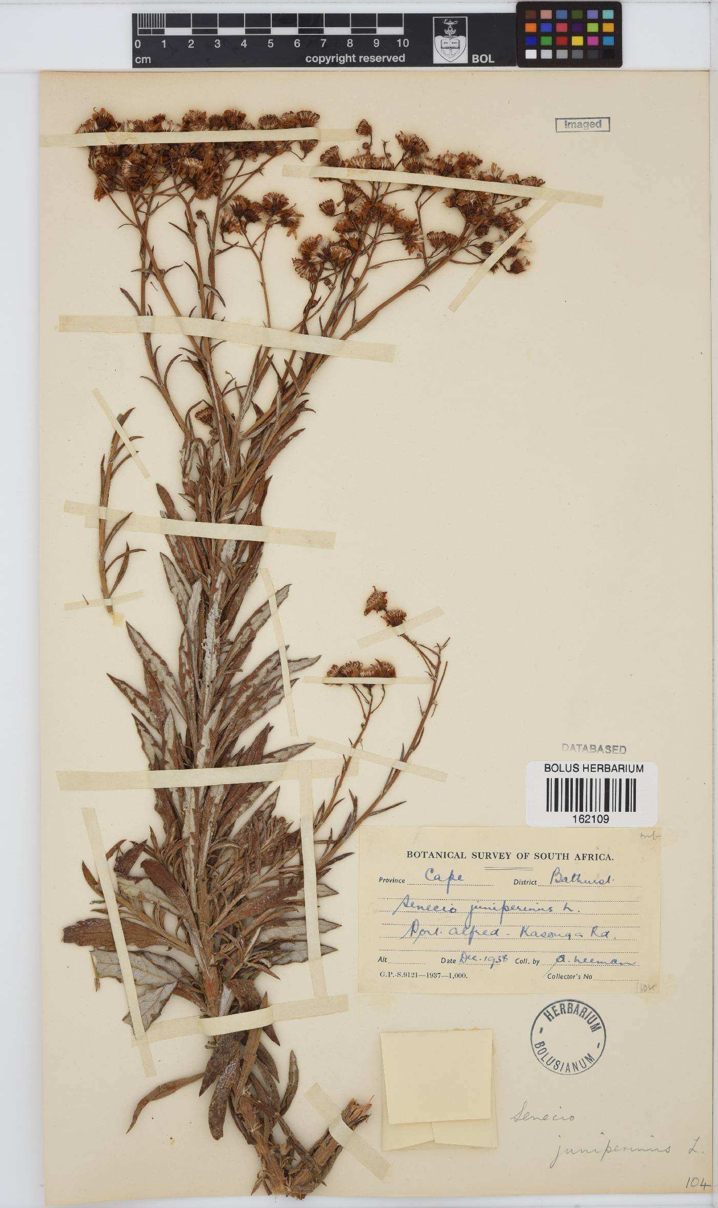 Senecio juniperinus image