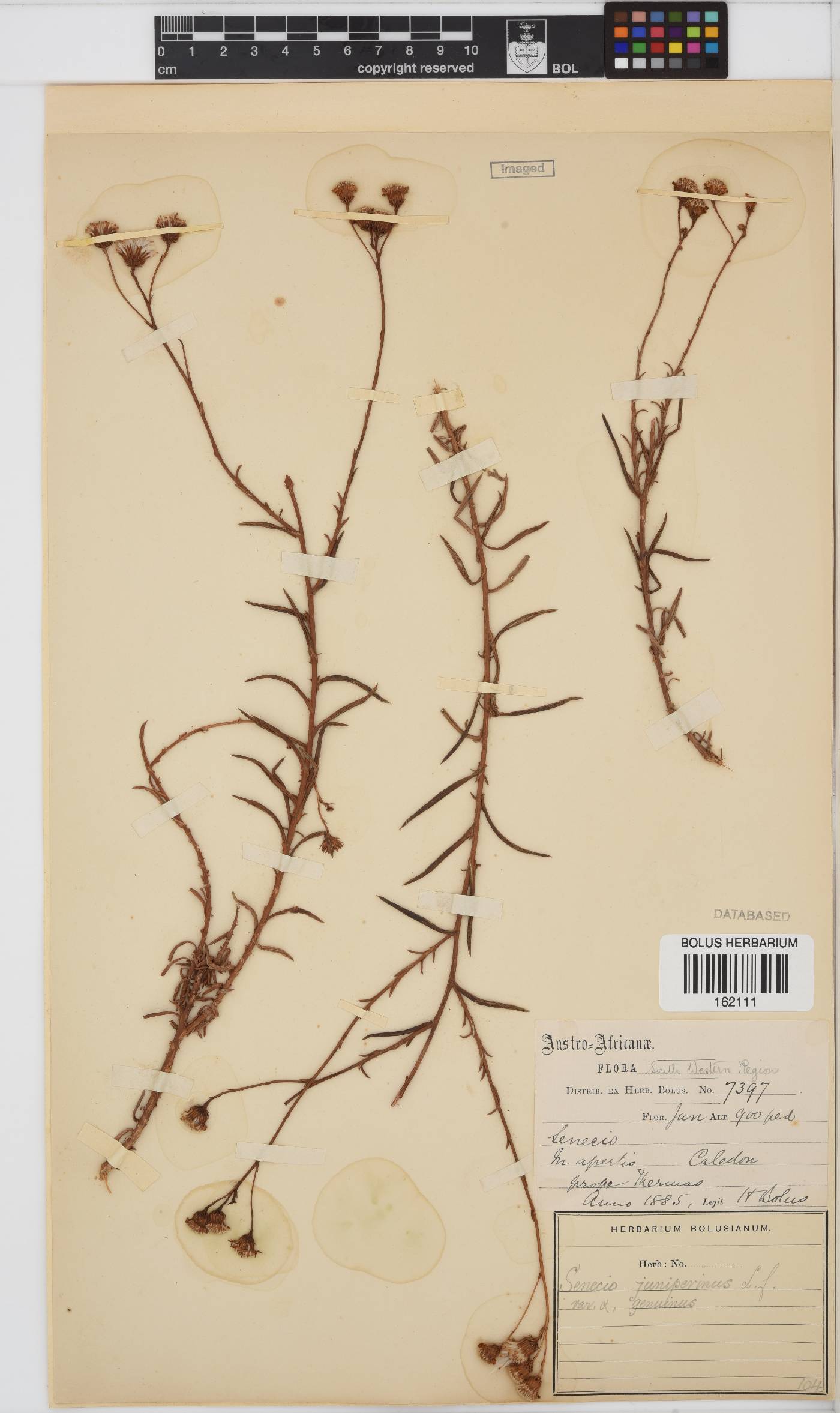 Senecio juniperinus image